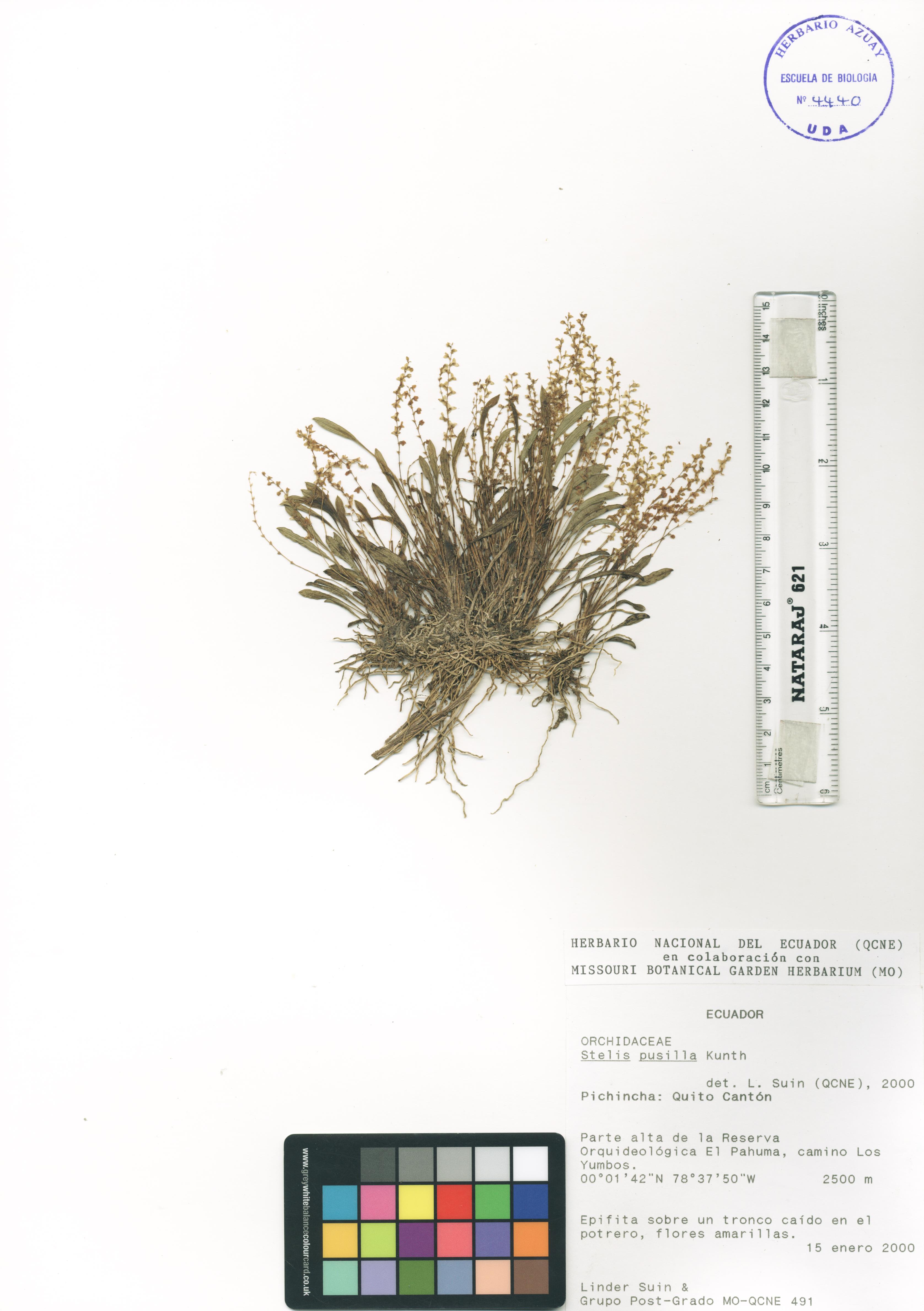 Stelis pusilla Kunth