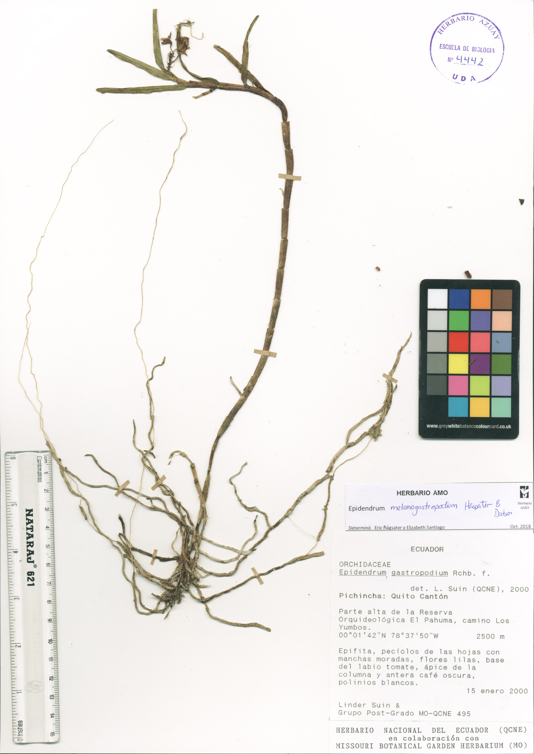 Epidendrum melanogastropodium Hágsater & Dodson