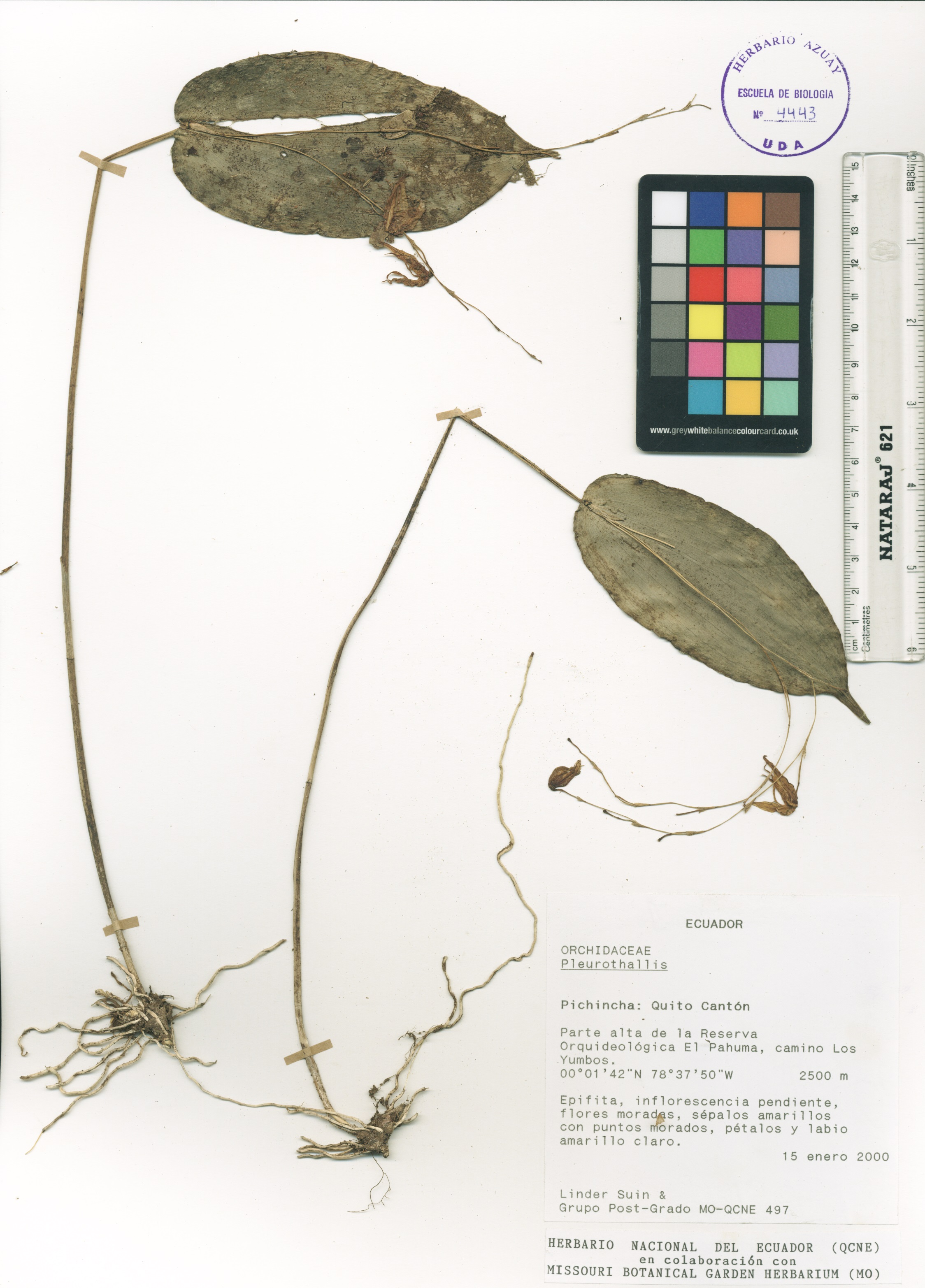 Pleurothallis sp. SIN DETERMINAR