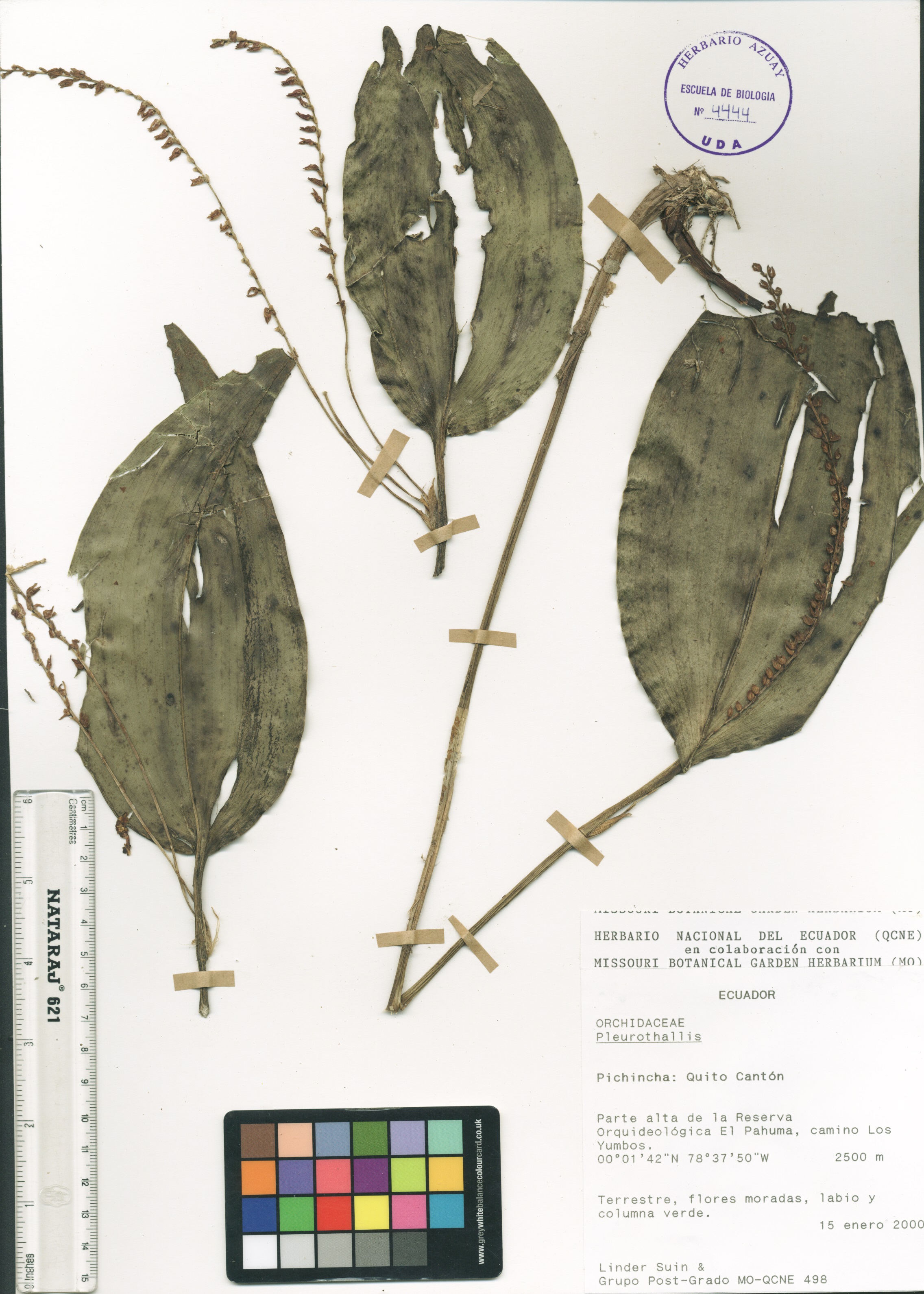 Pleurothallis sp. SIN DETERMINAR