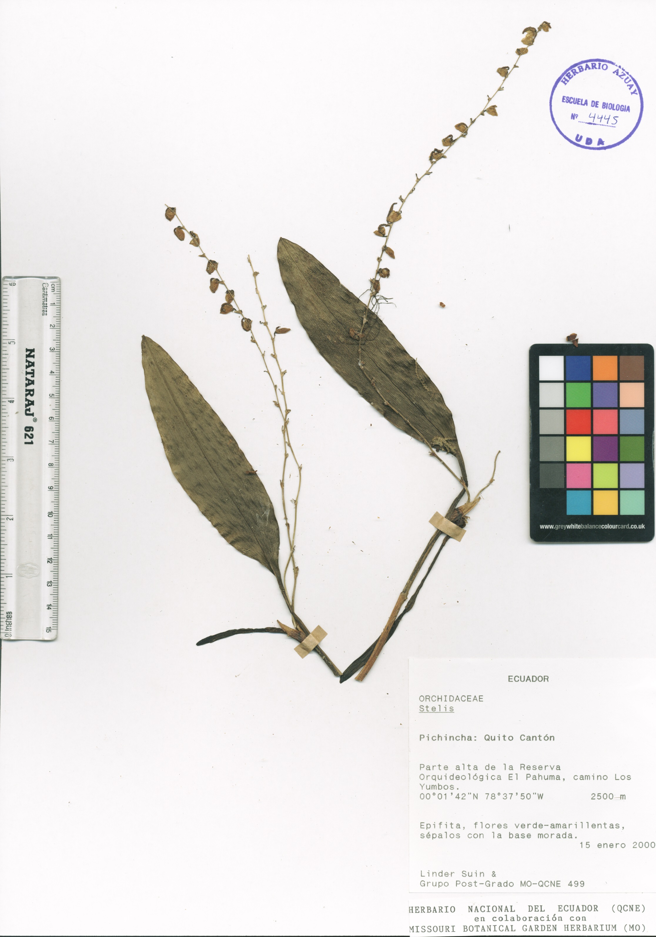 Stelis sp. SIN DETERMINAR