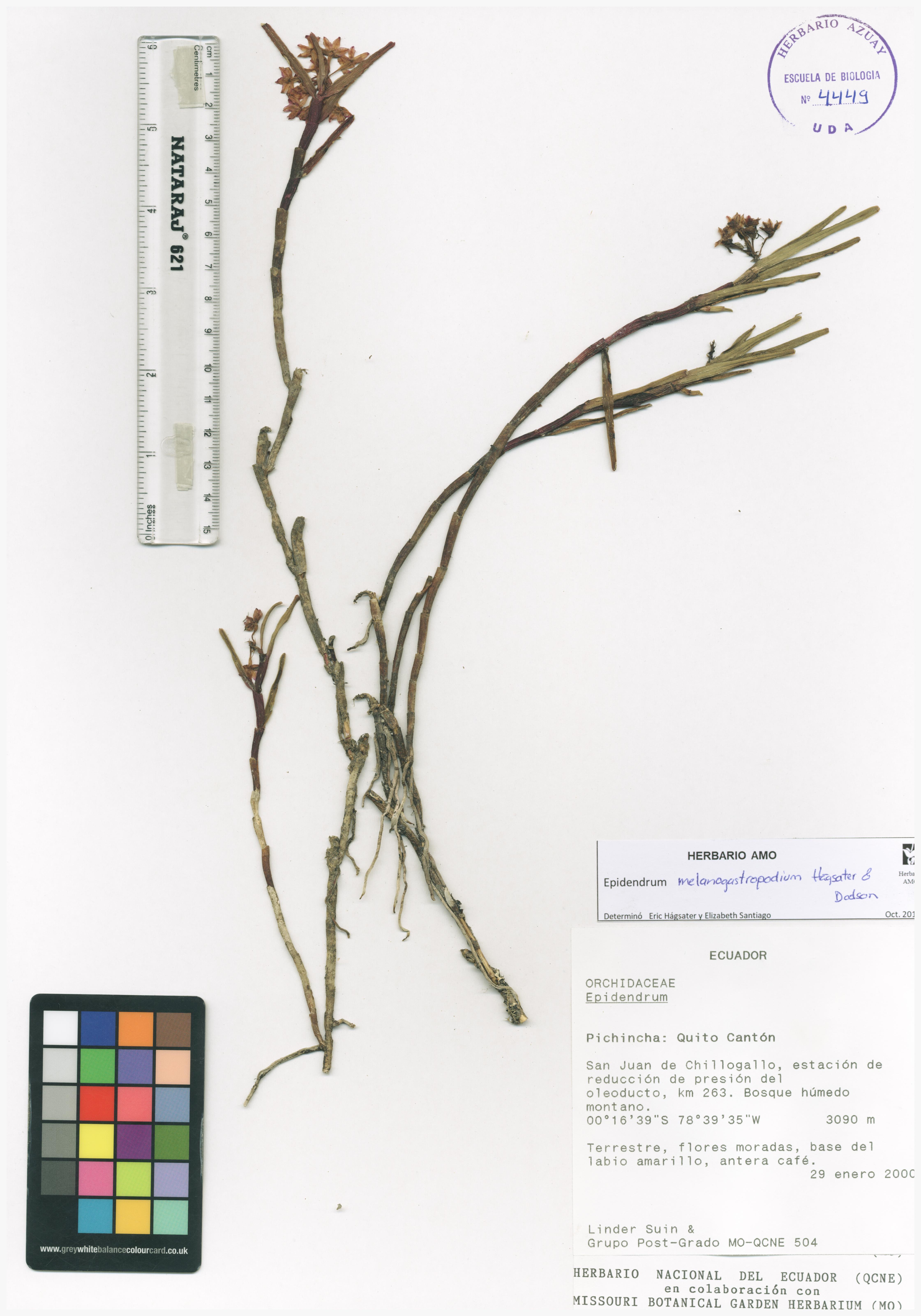 Epidendrum melanogastropodium Hágsater & Dodson