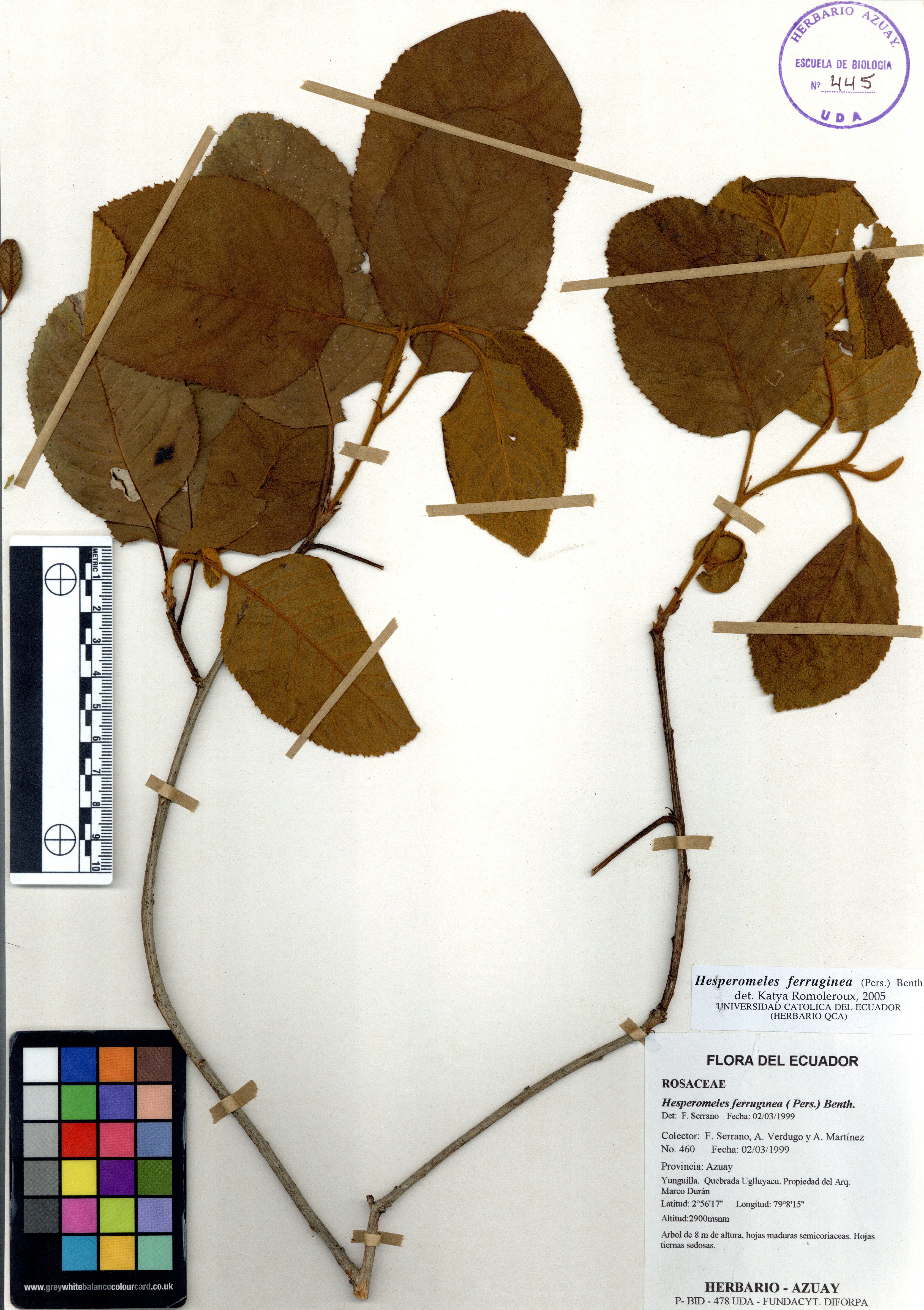 Hesperomeles ferruginea ( Pers.) Benth.