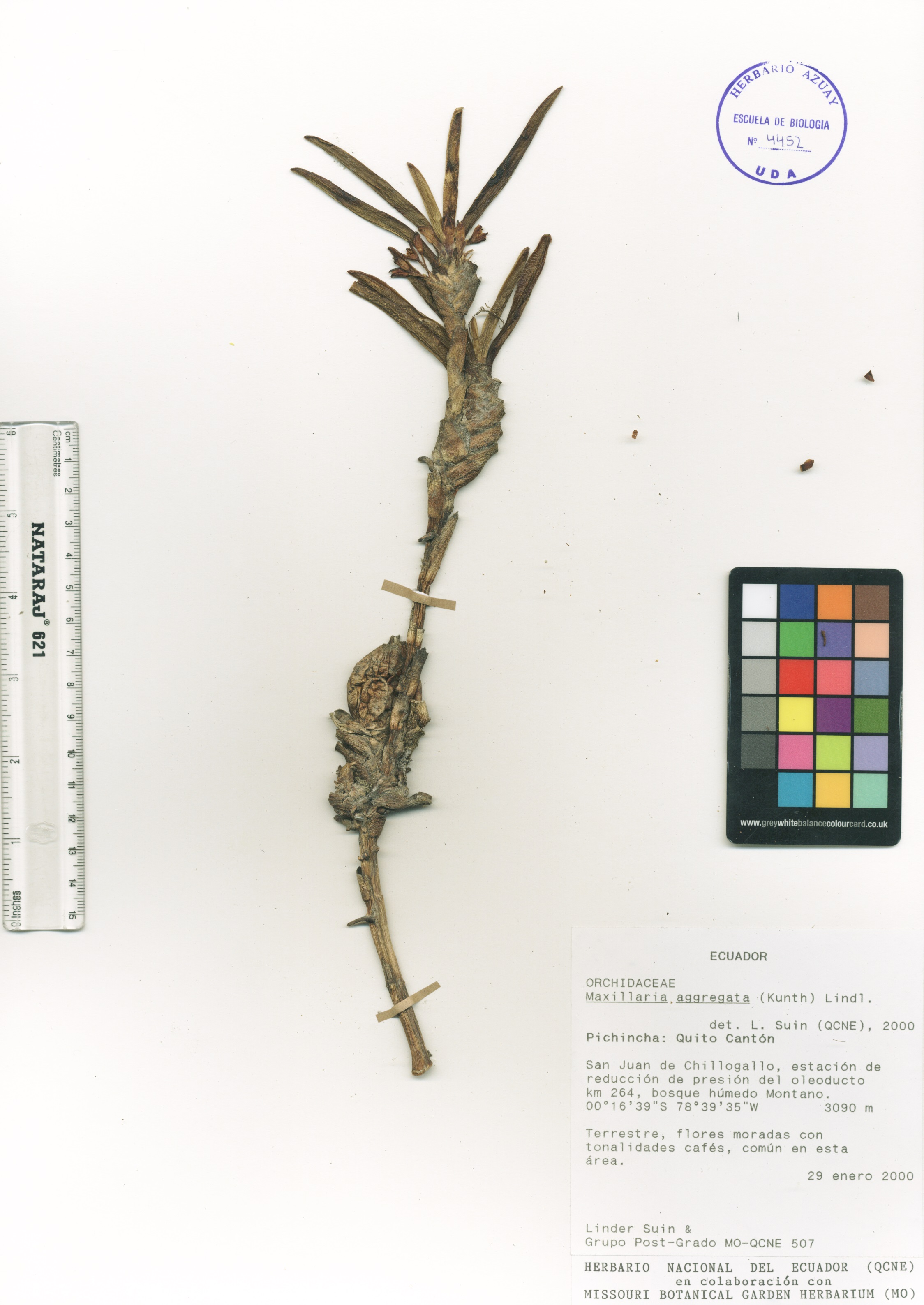 Maxillaria aggregata (Kunth) Lindl.