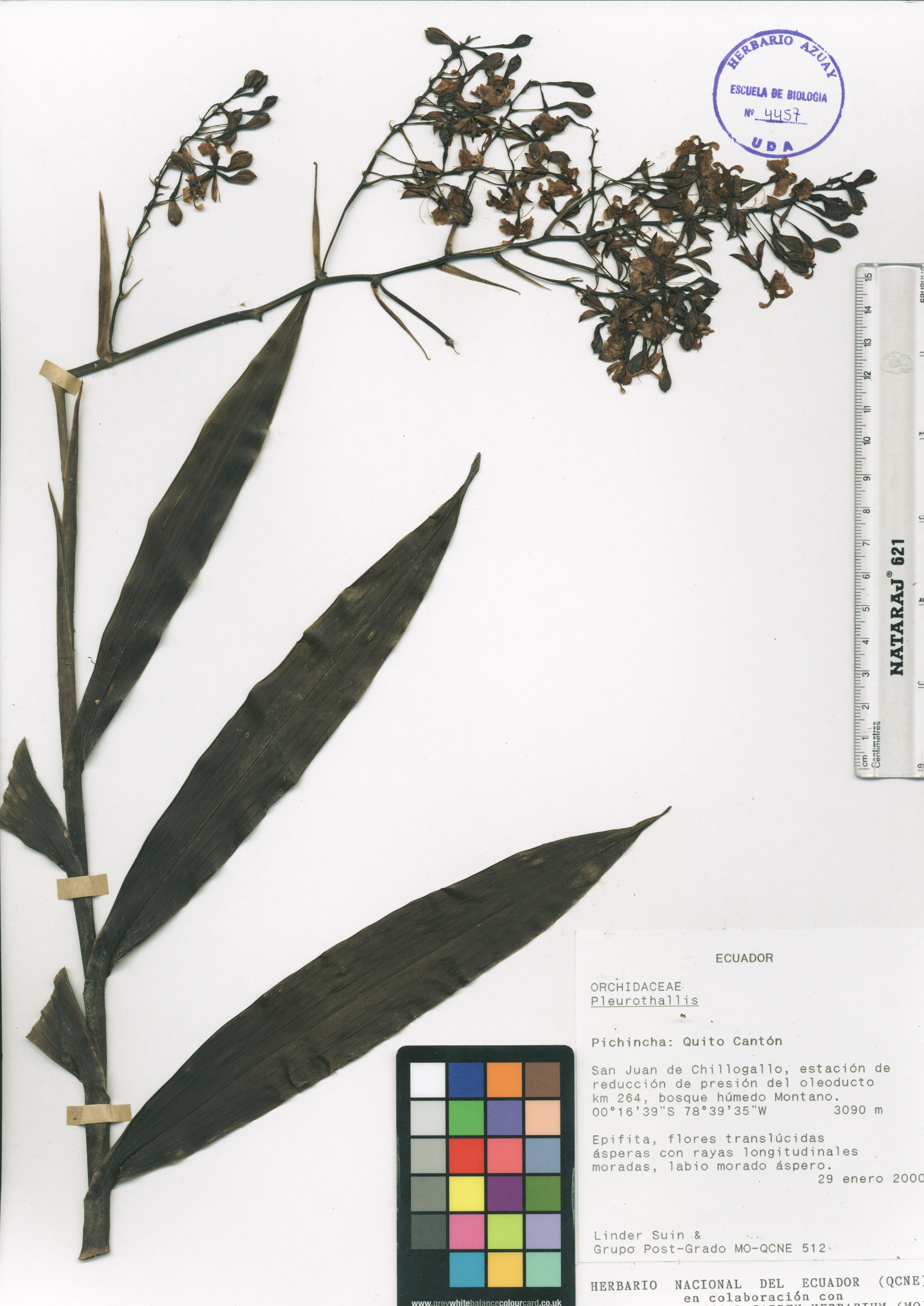 Pleurothallis sp. SIN DETERMINAR