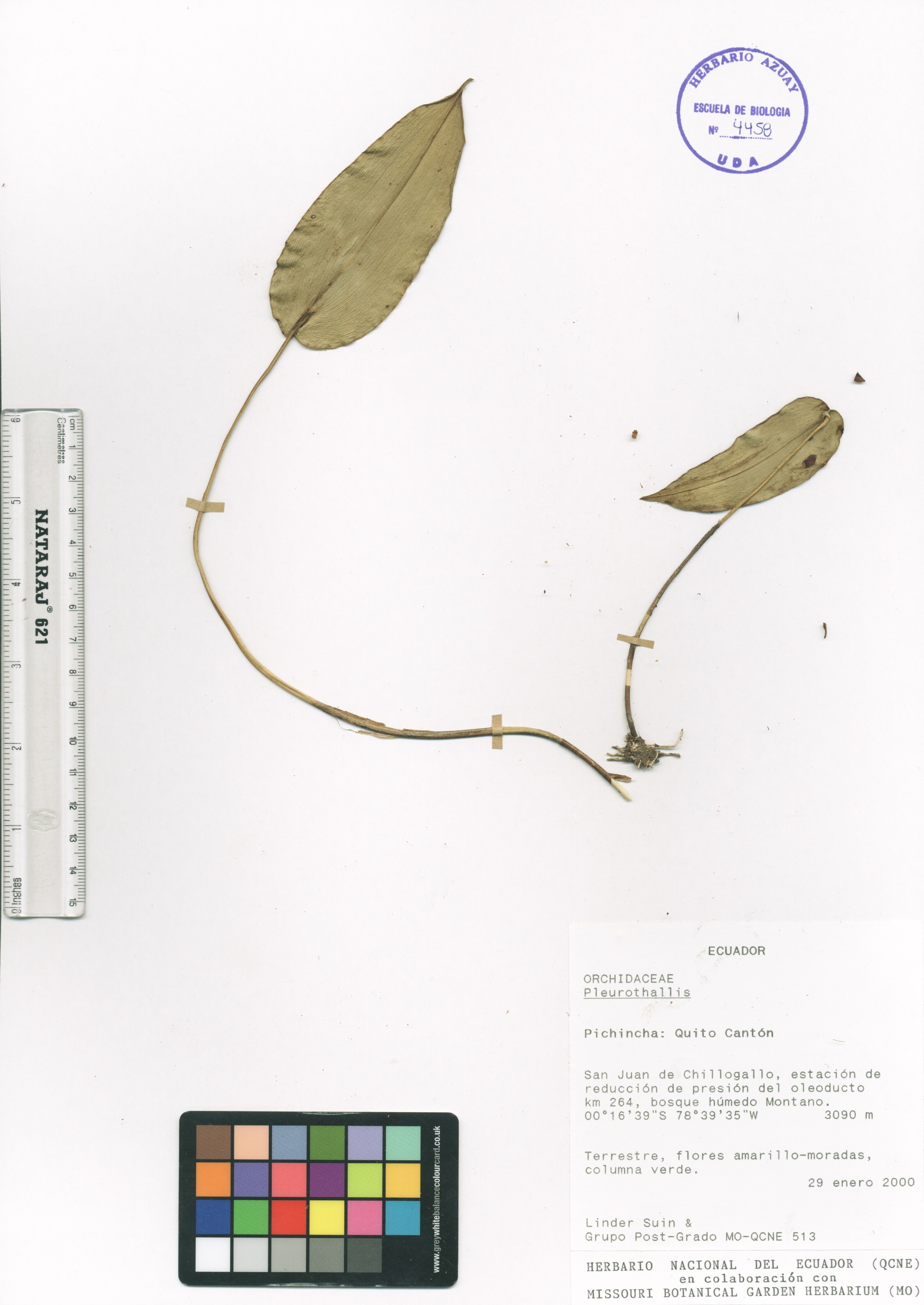 Pleurothallis sp. SIN DETERMINAR