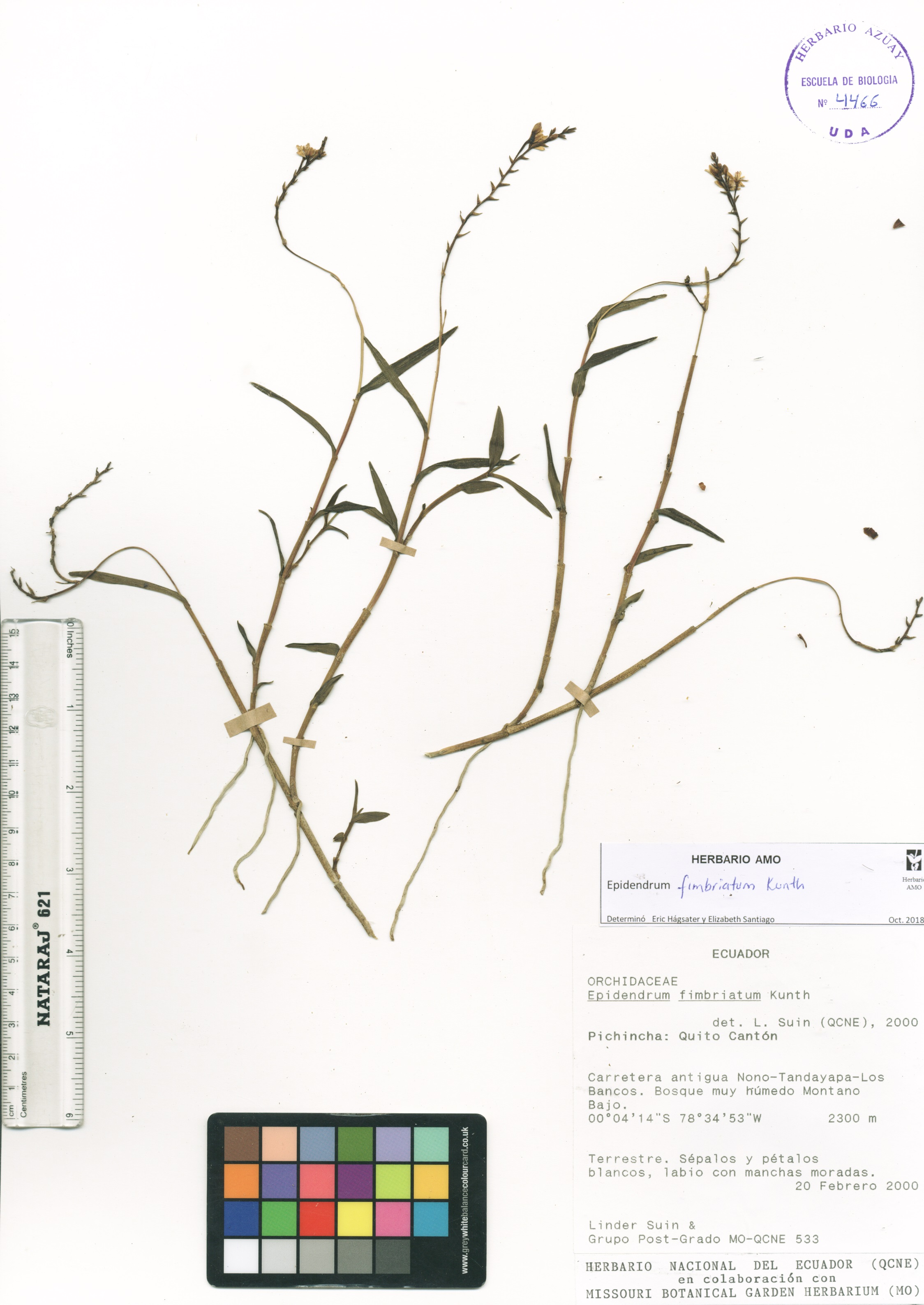 Epidendrum fimbriatum Kunth