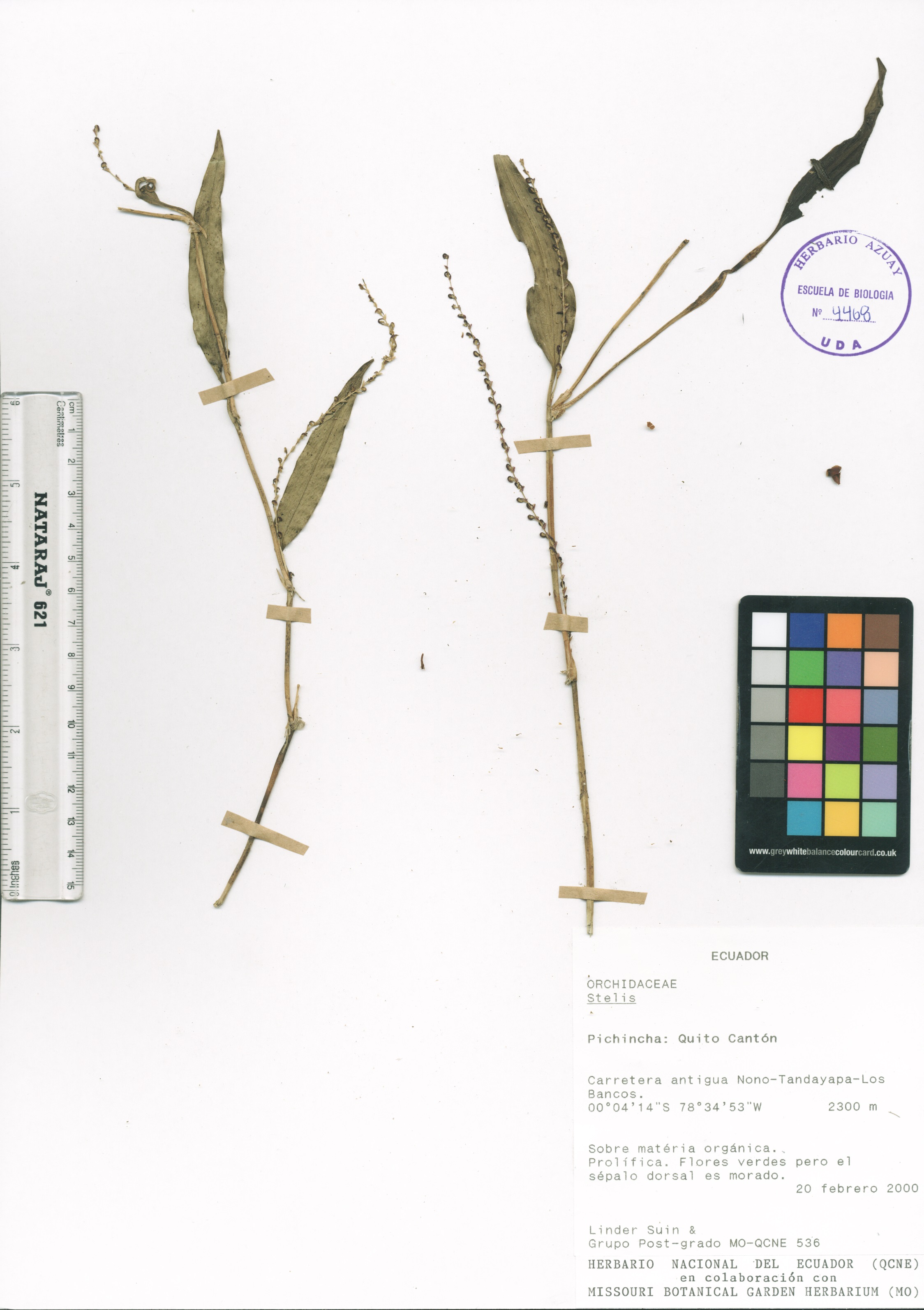 Stelis sp. SIN DETERMINAR