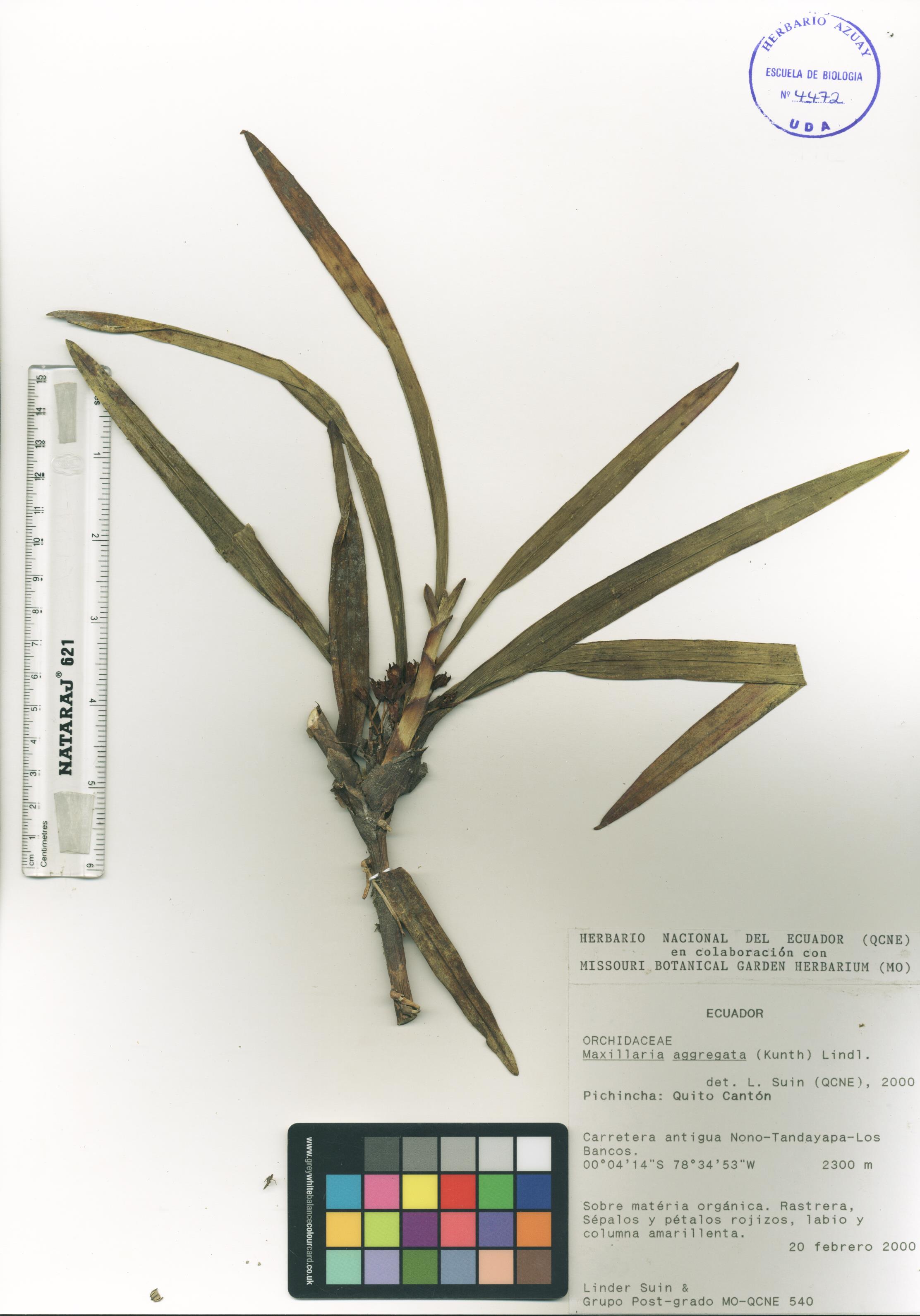 Maxillaria aggregata (Kunth) Lindl.