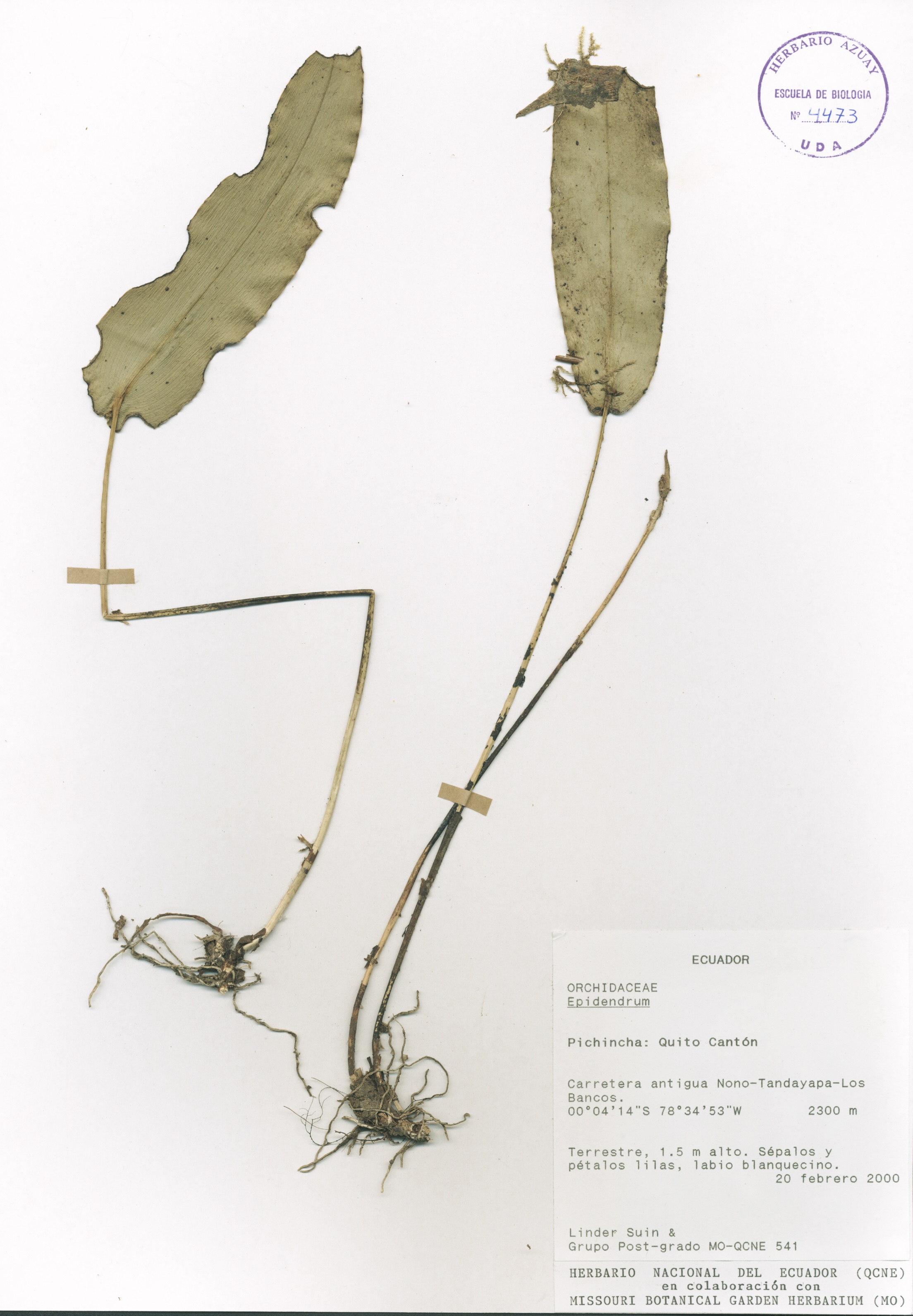 Epidendrum sp. SIN DETERMINAR