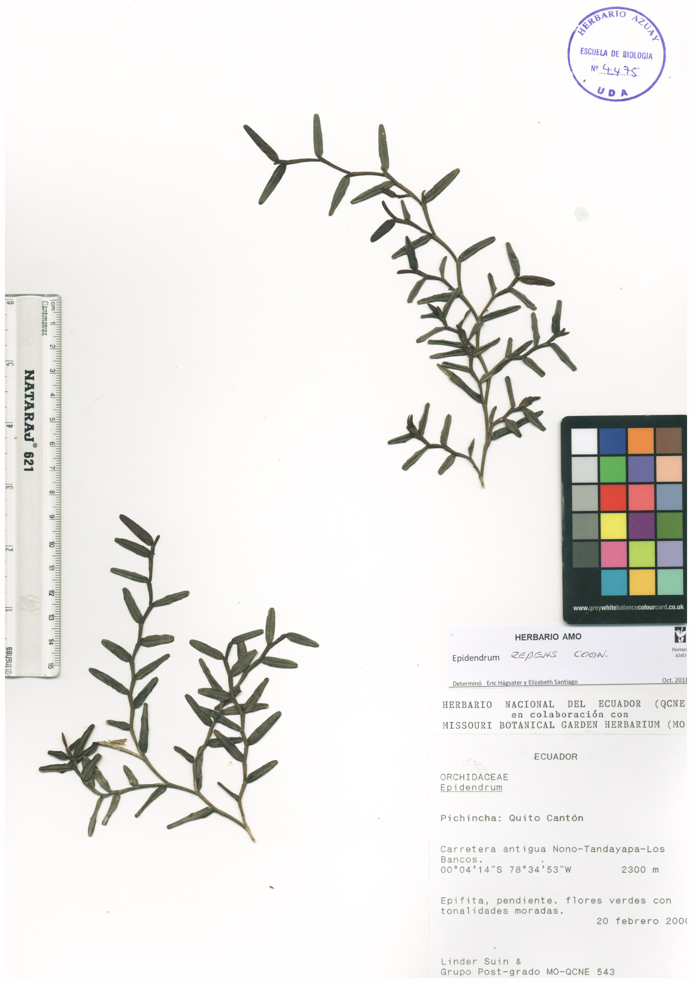 Epidendrum repens Cogn.