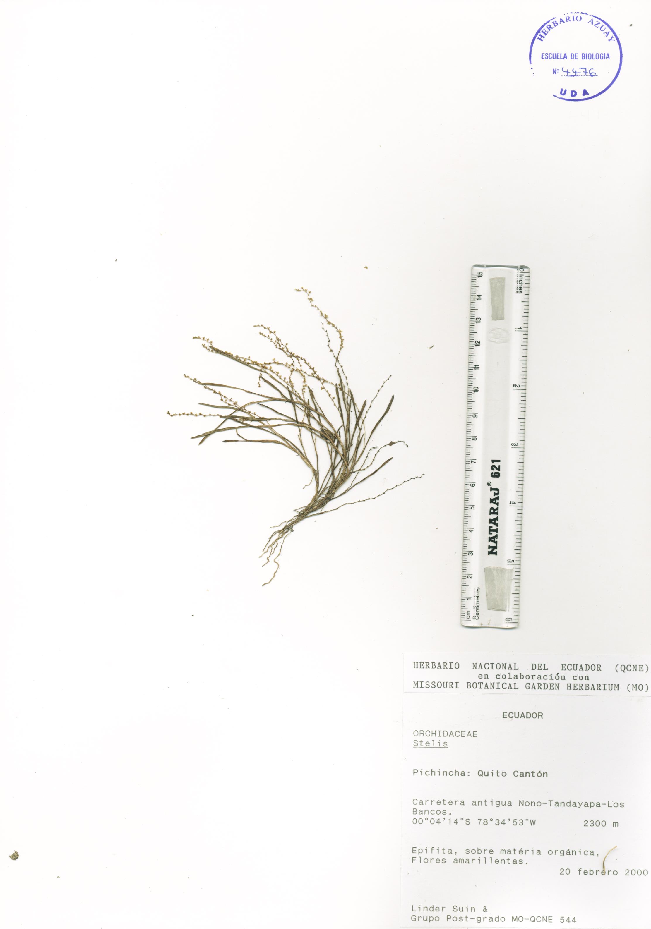 Stelis sp. SIN DETERMINAR