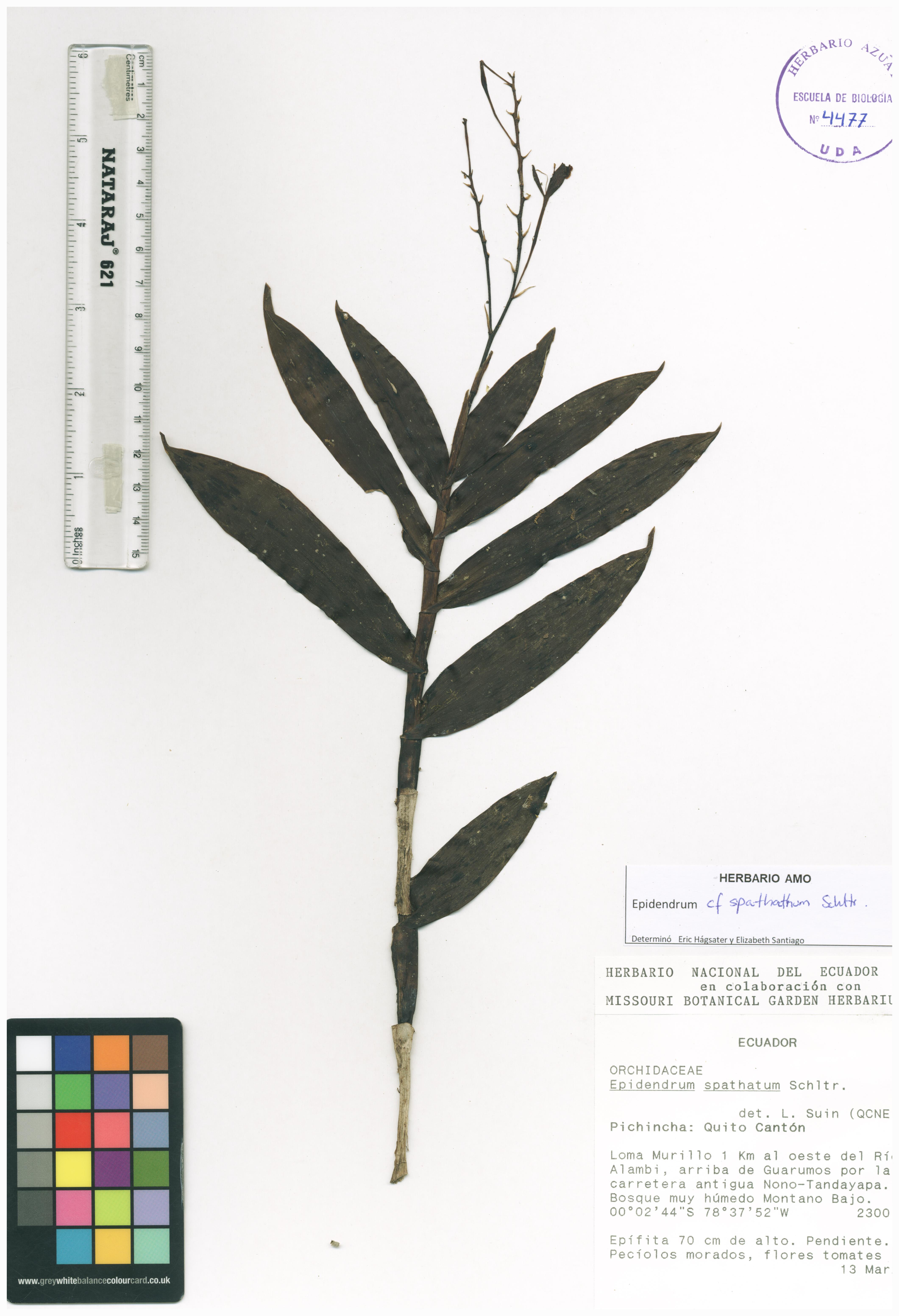 Epidendrum spathatum Schltr.