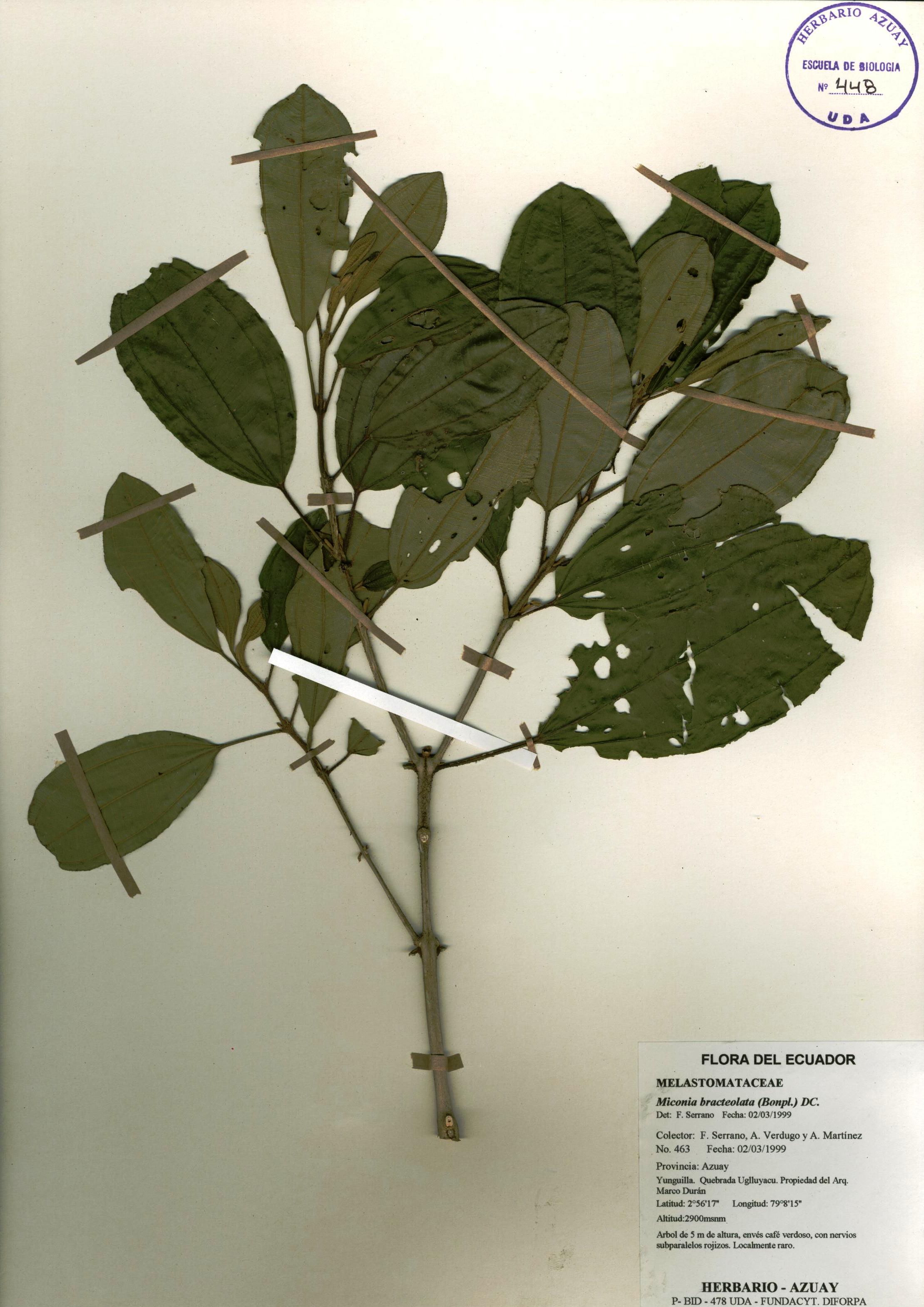 Miconia bracteolata (Bonpl.) DC.