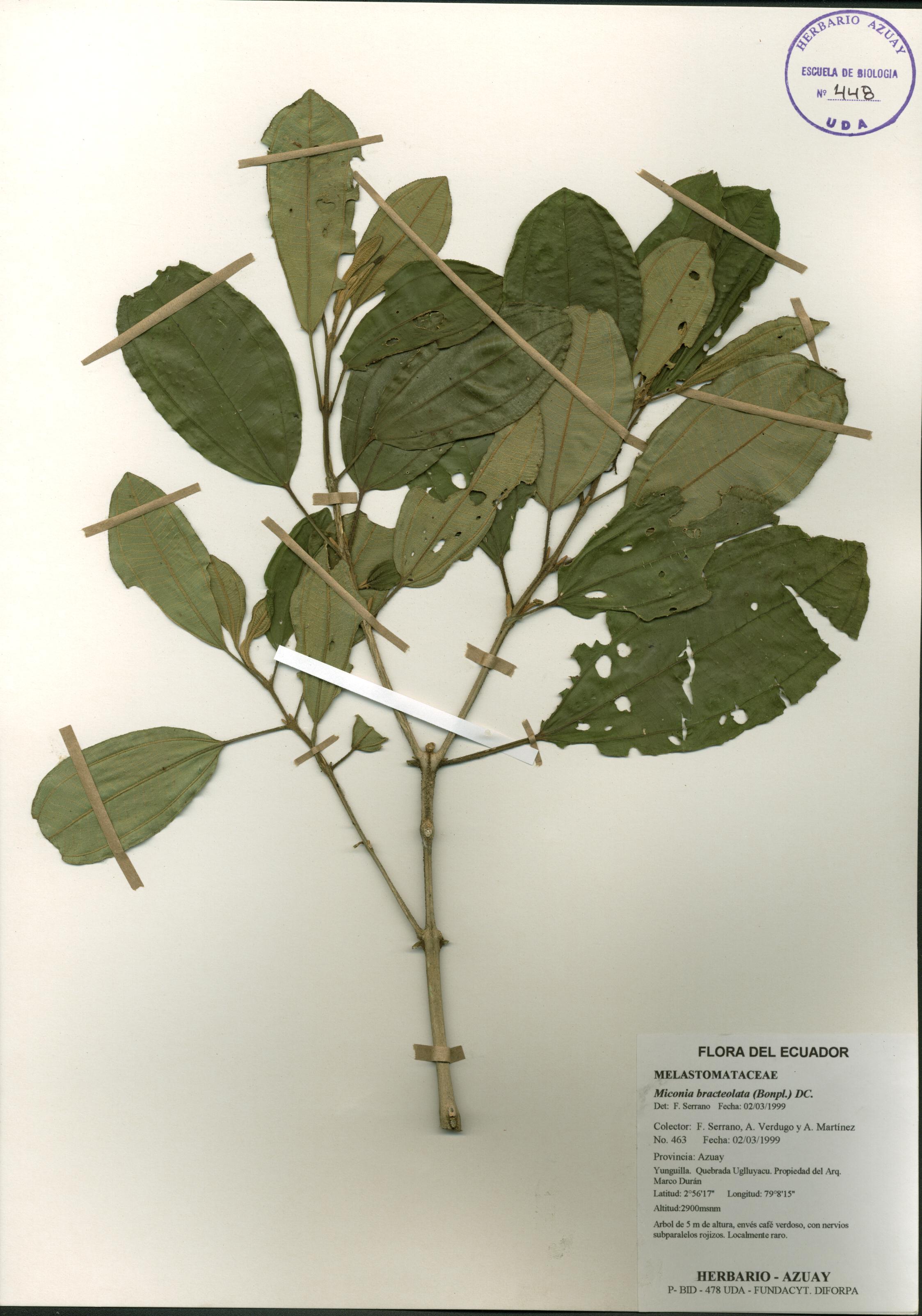 Miconia bracteolata (Bonpl.) DC.