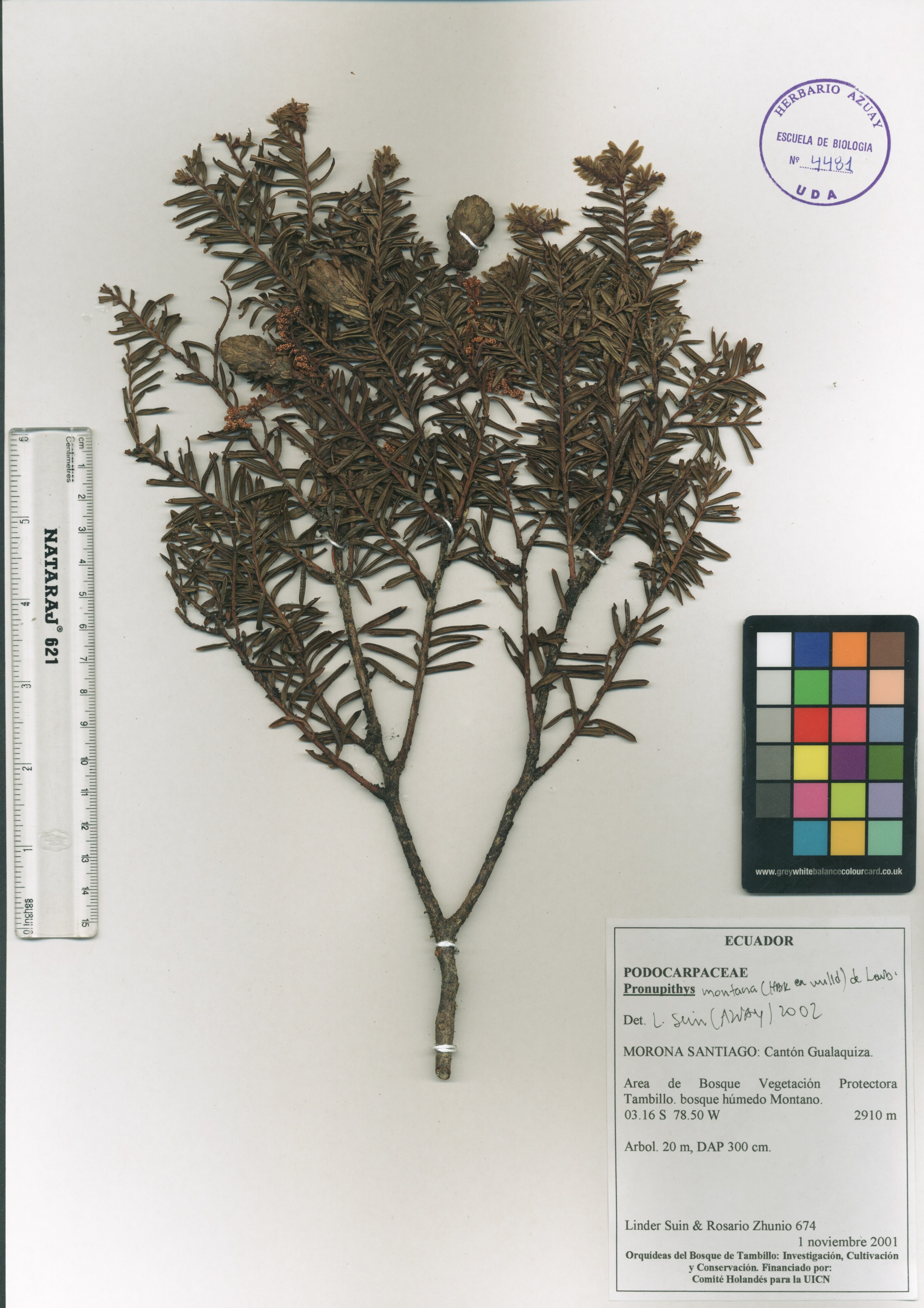Prumnopitys montana (Humb. & Bonpl.ex Willd) de Laub.
