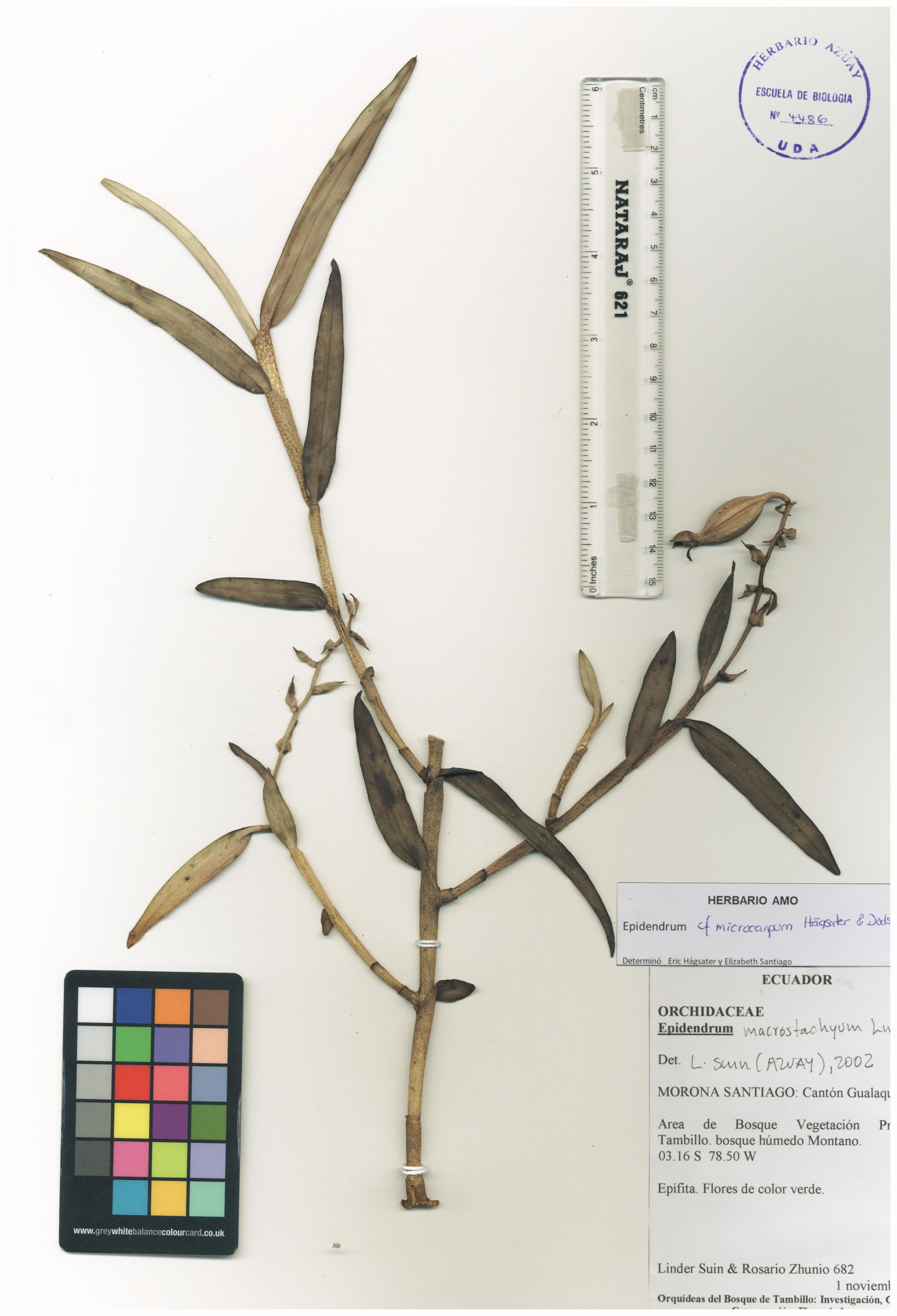 Epidendrum microcarpum Hágsater & Dodson