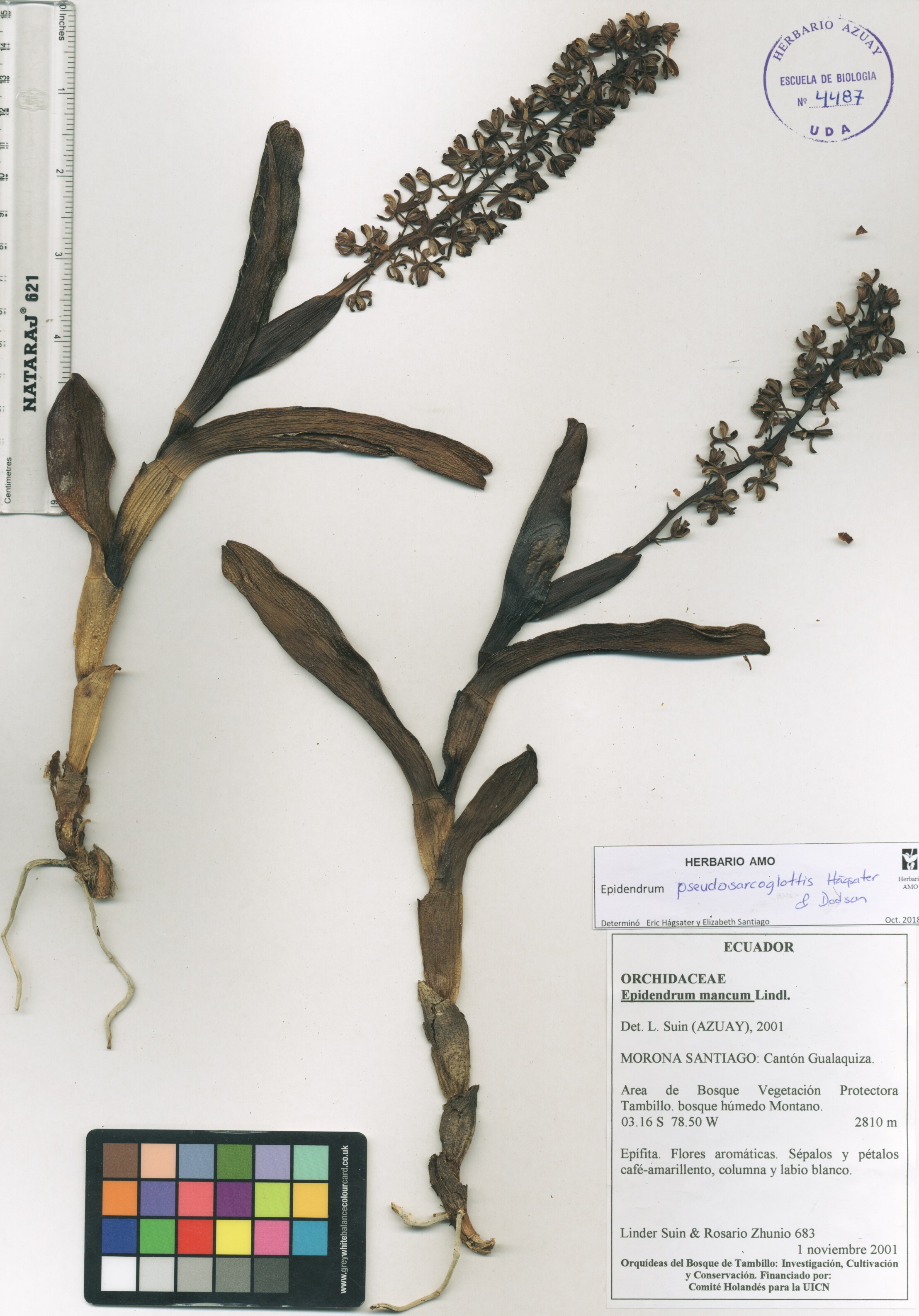 Epidendrum pseudosarcoglottis Hágsater & Dodson