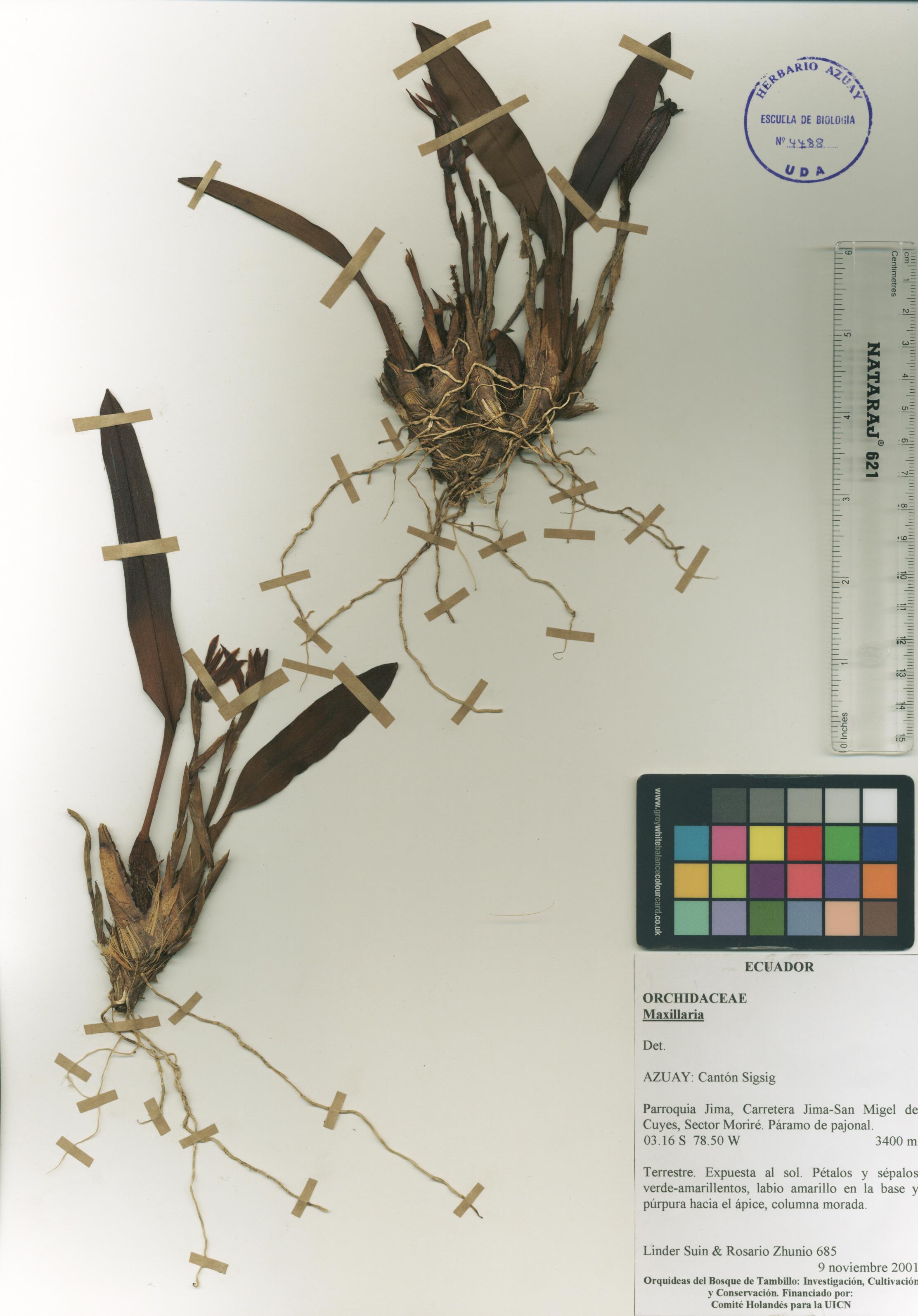 Maxillaria sp. SIN DETERMINAR