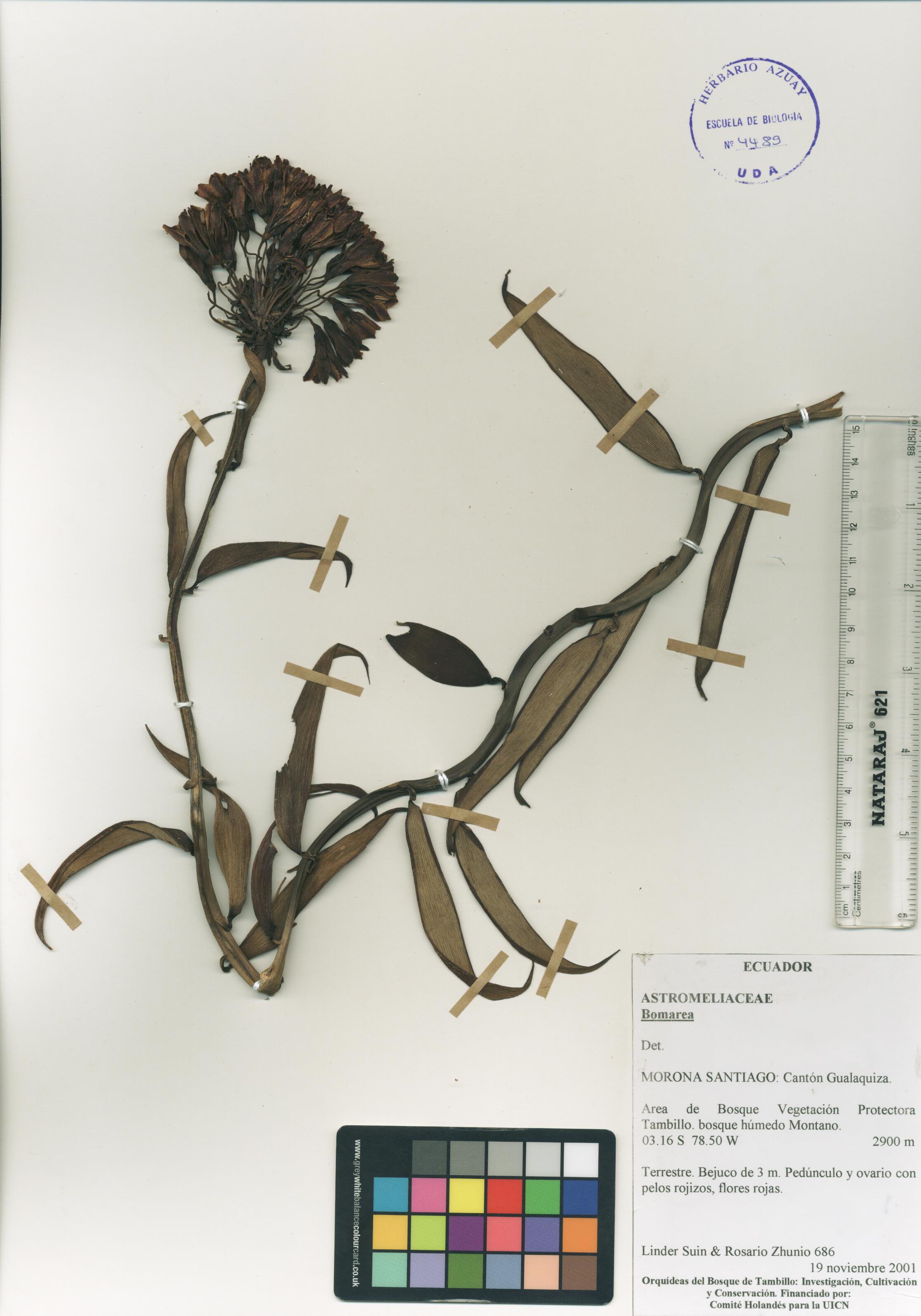 Bomarea sp. SIN DETERMINAR