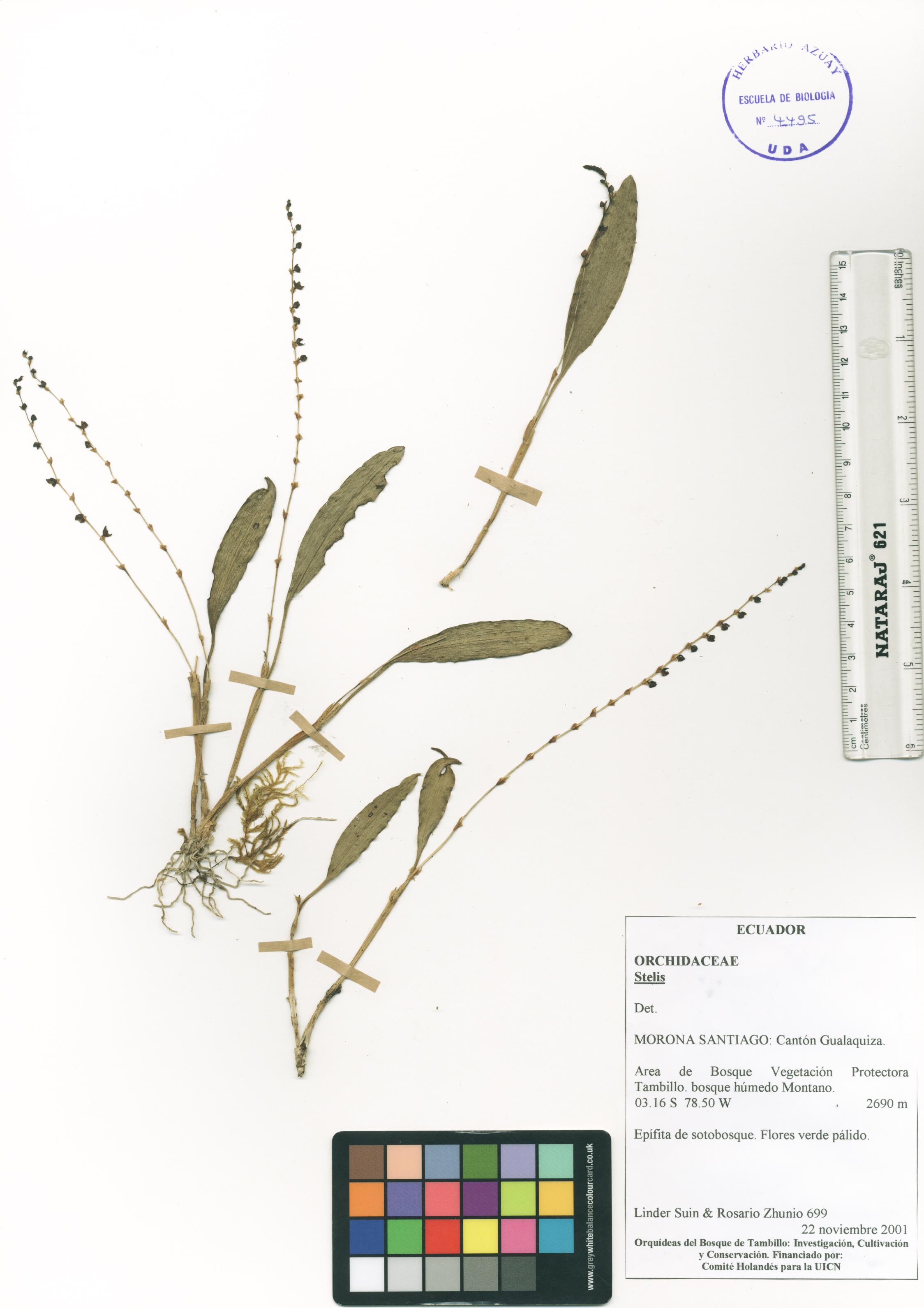 Stelis sp. SIN DETERMINAR