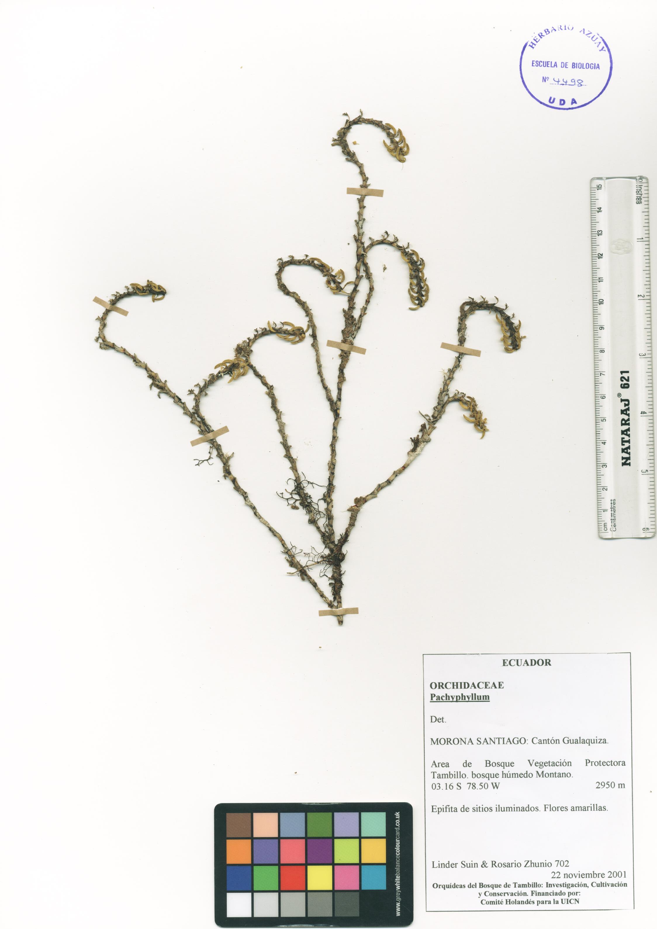 Pachyphyllum sp. SIN DETERMINAR