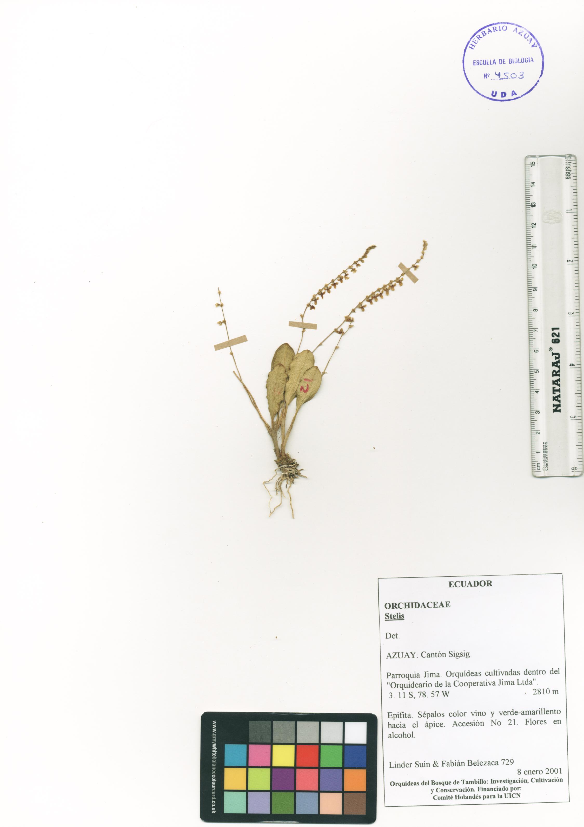 Stelis sp. SIN DETERMINAR