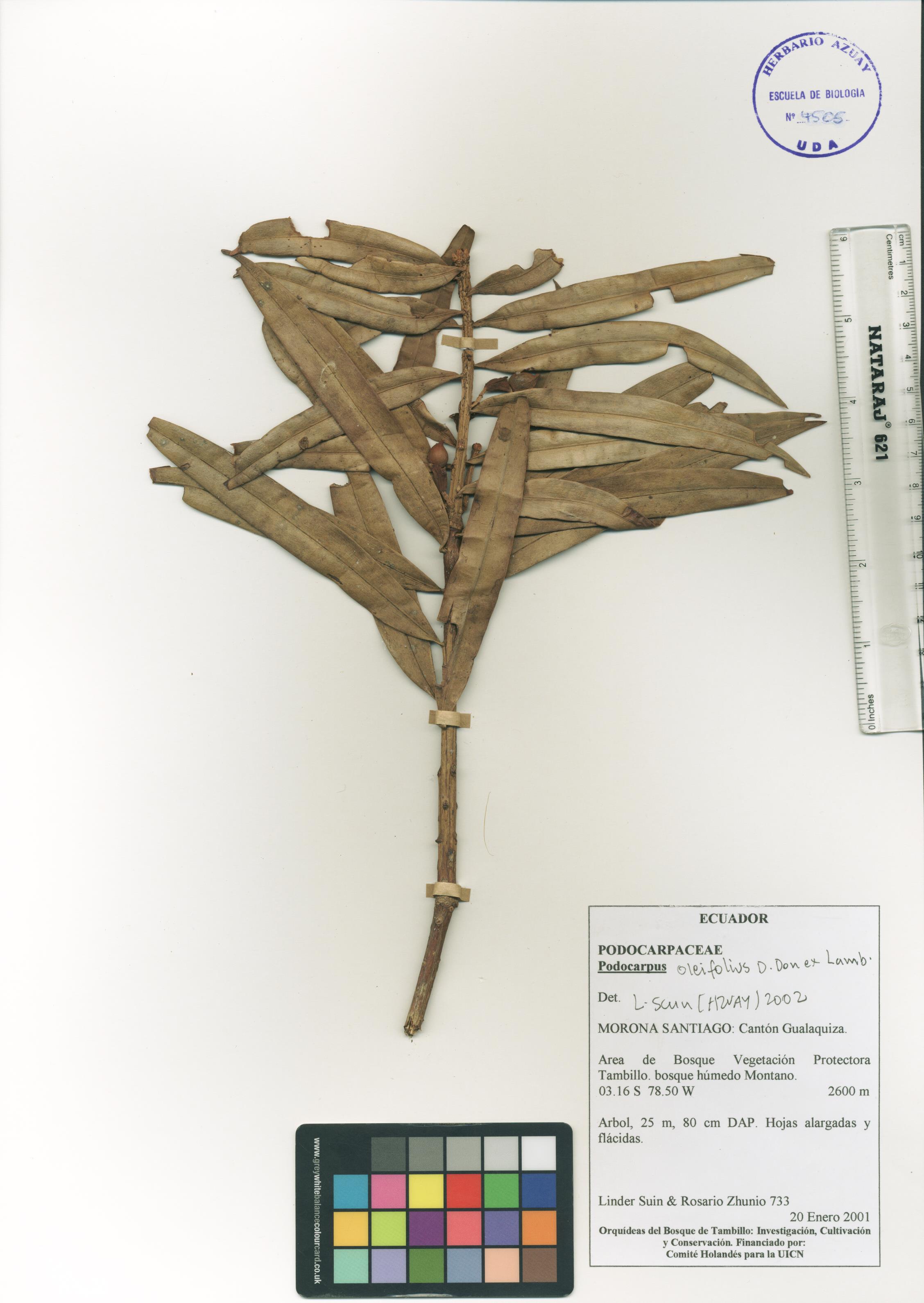 Podocarpus oleifolius D. Don ex Lamb.