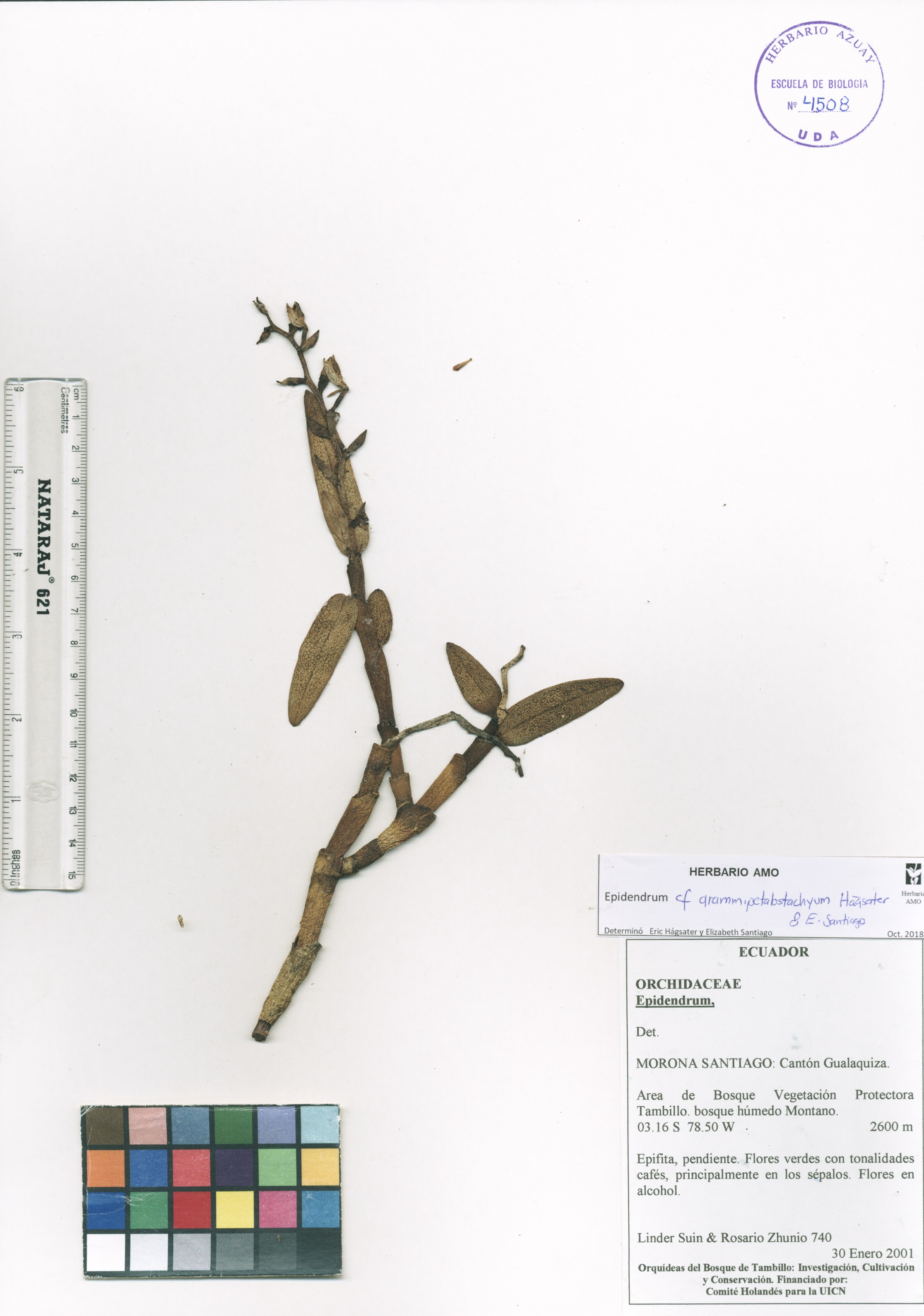Epidendrum grammipetalostachyum Hágsater & E. Santiago