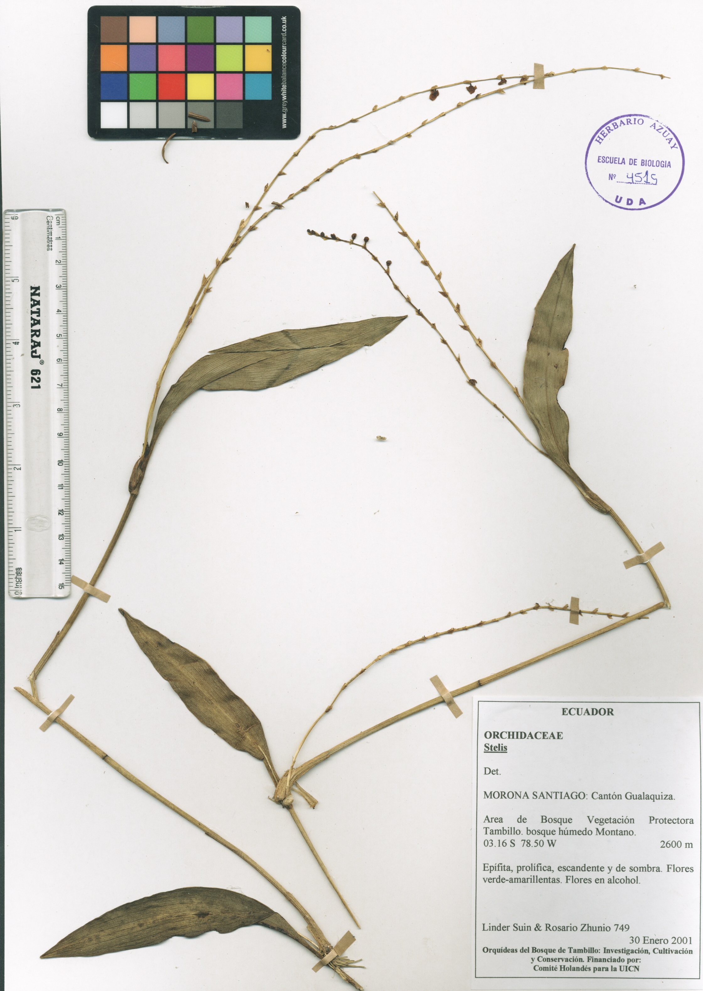 Stelis sp. SIN DETERMINAR