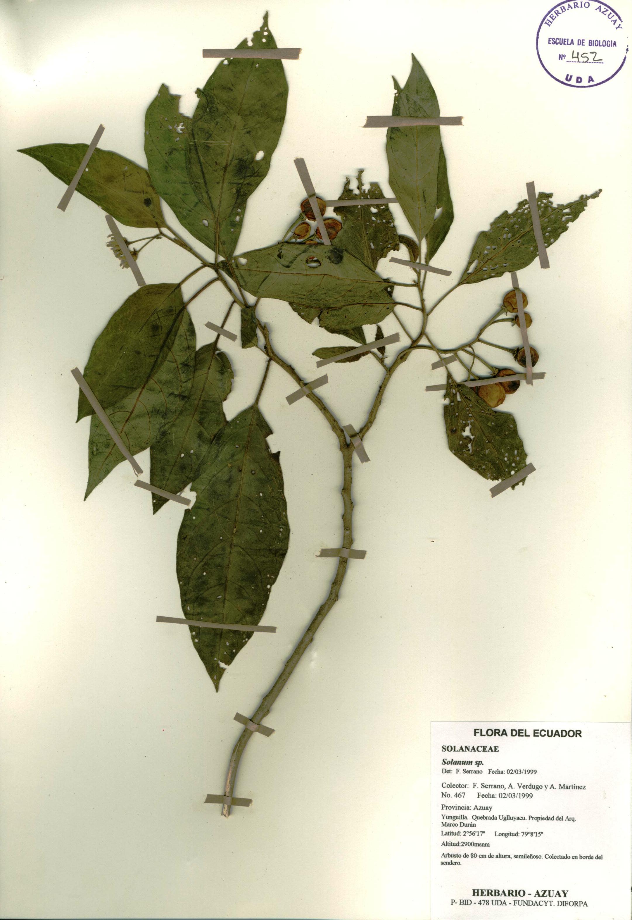 Solanum sp. SIN DETERMINAR