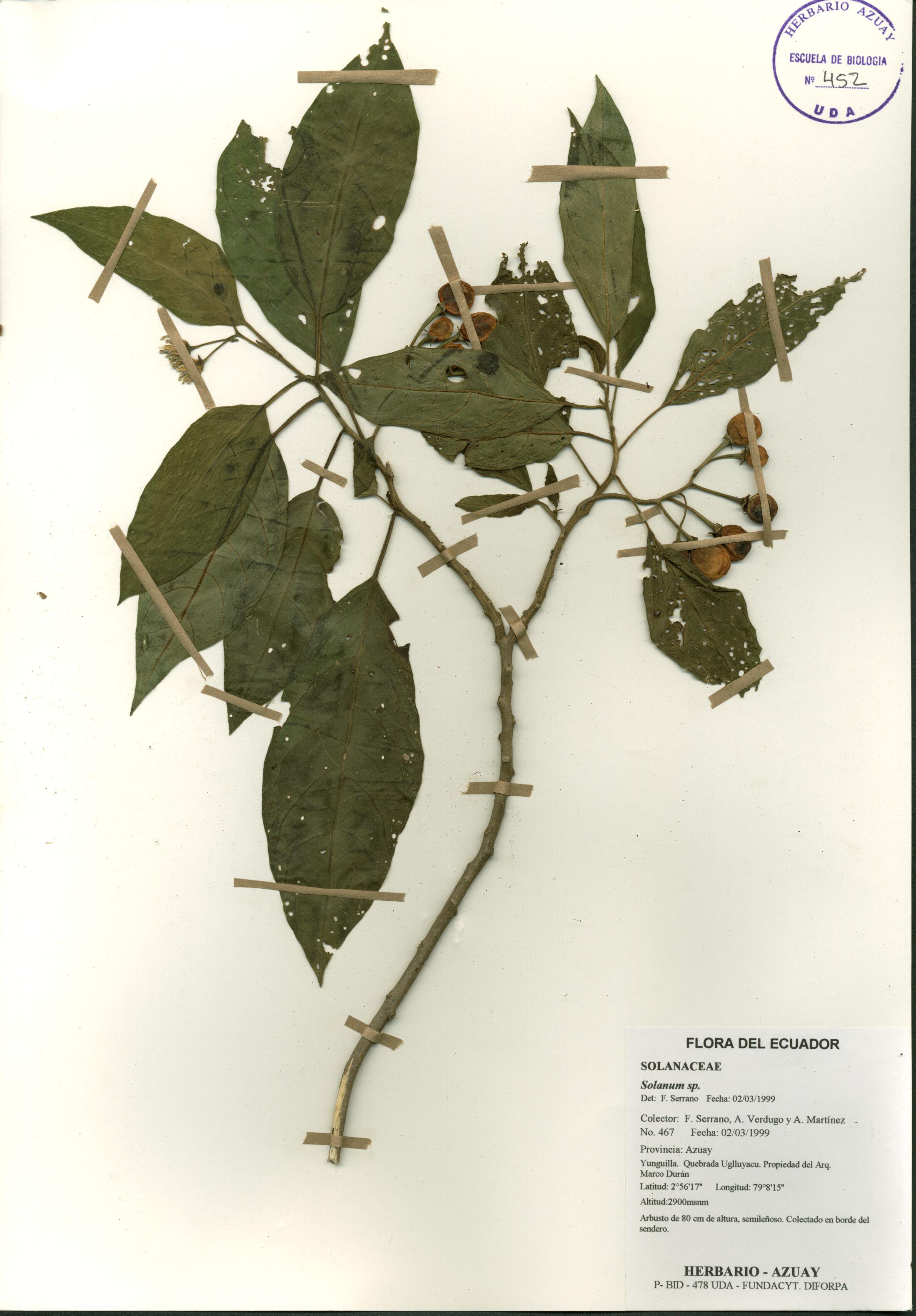 Solanum sp. SIN DETERMINAR