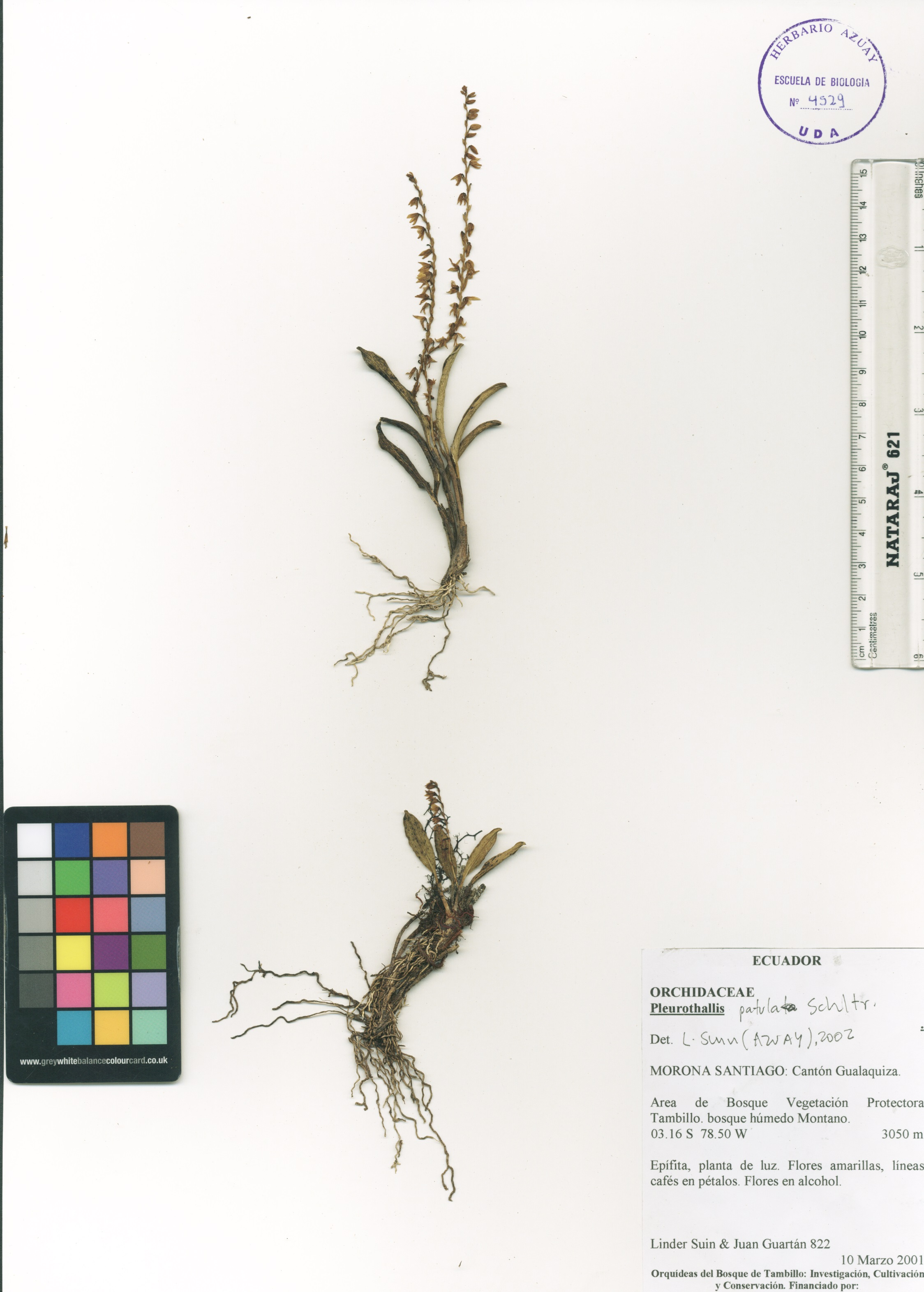 Pleurothallis patula SIN DETERMINAR