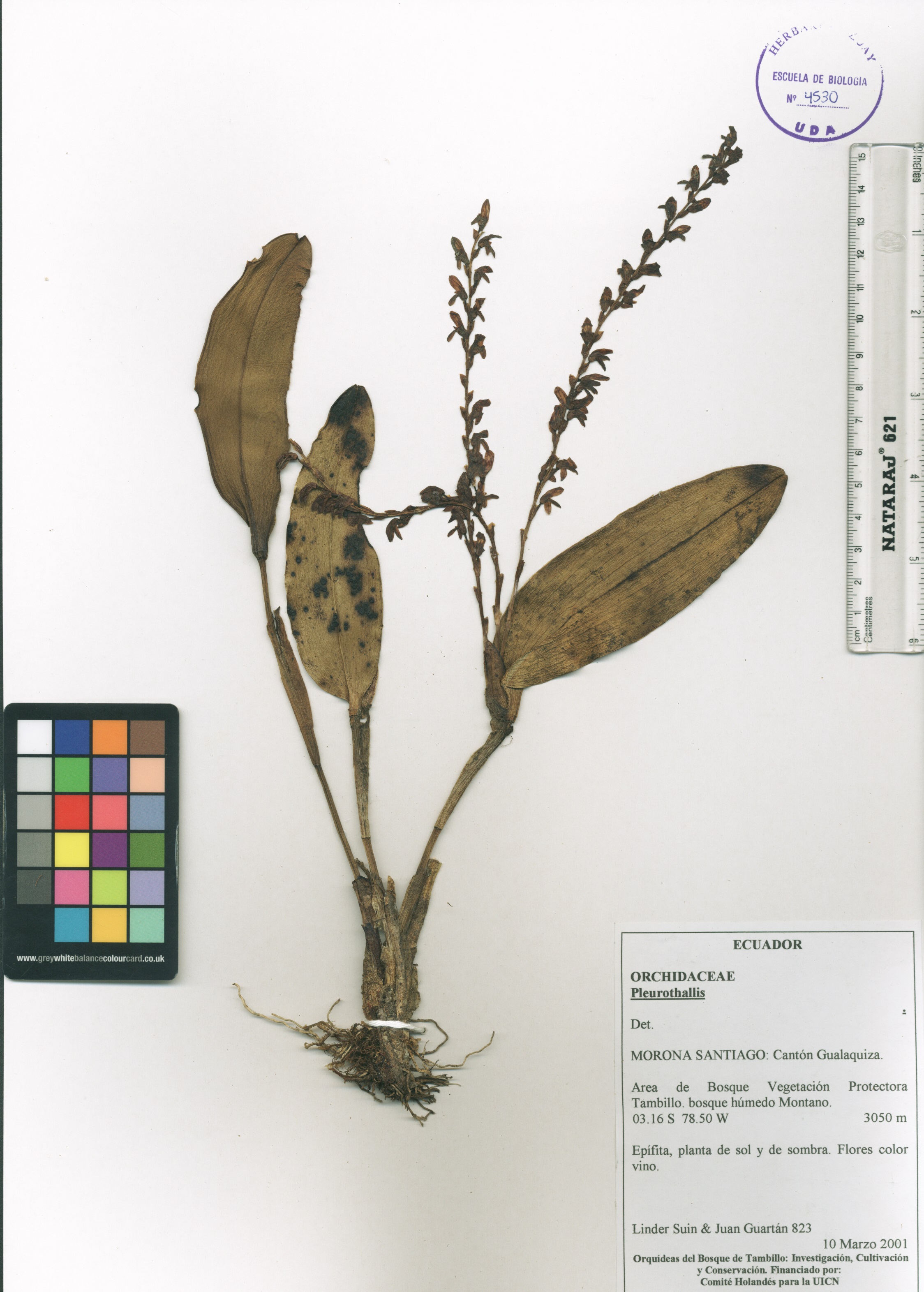 Pleurothallis sp. SIN DETERMINAR