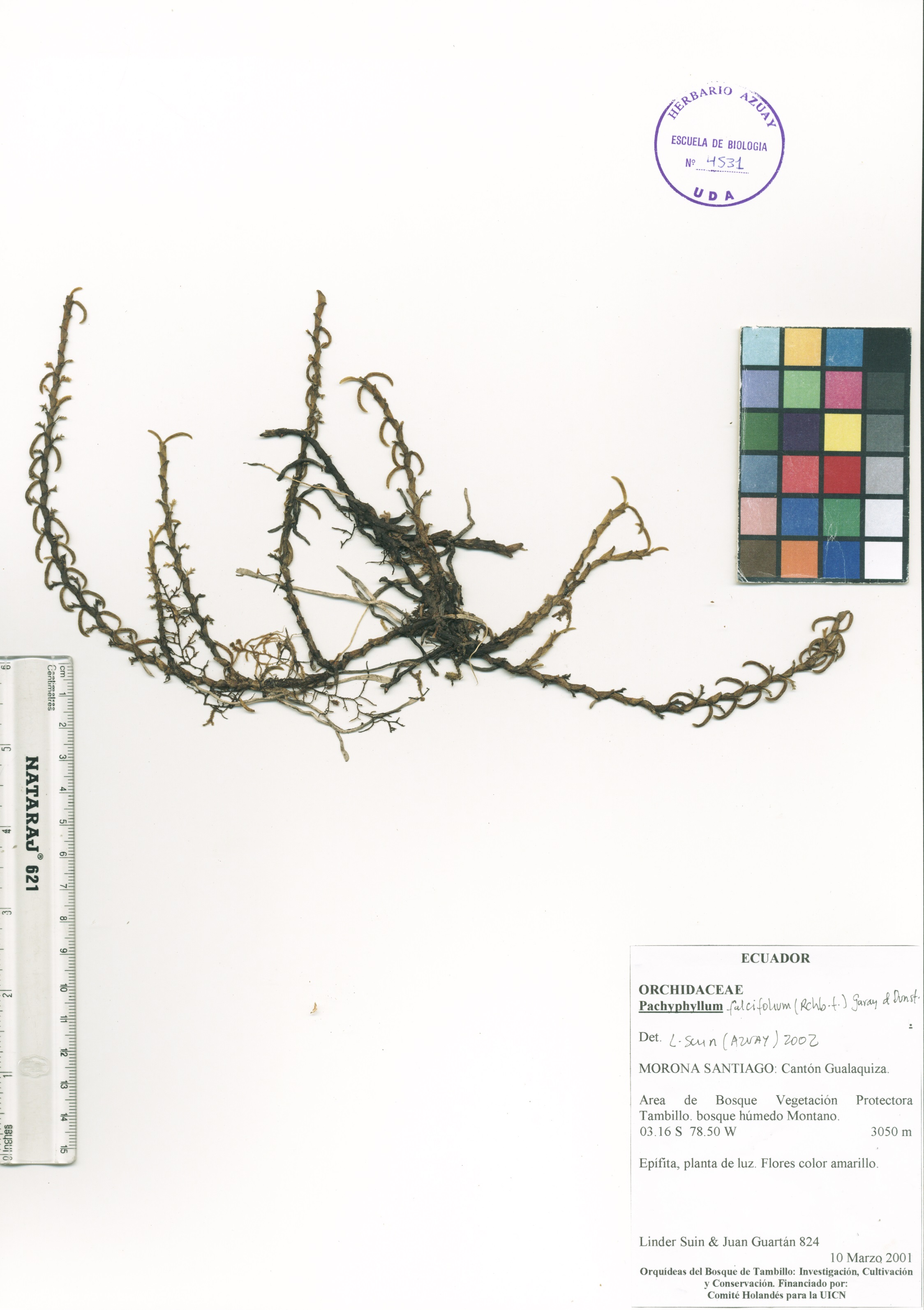 Pachyphyllum falcifolium Rchb. f.