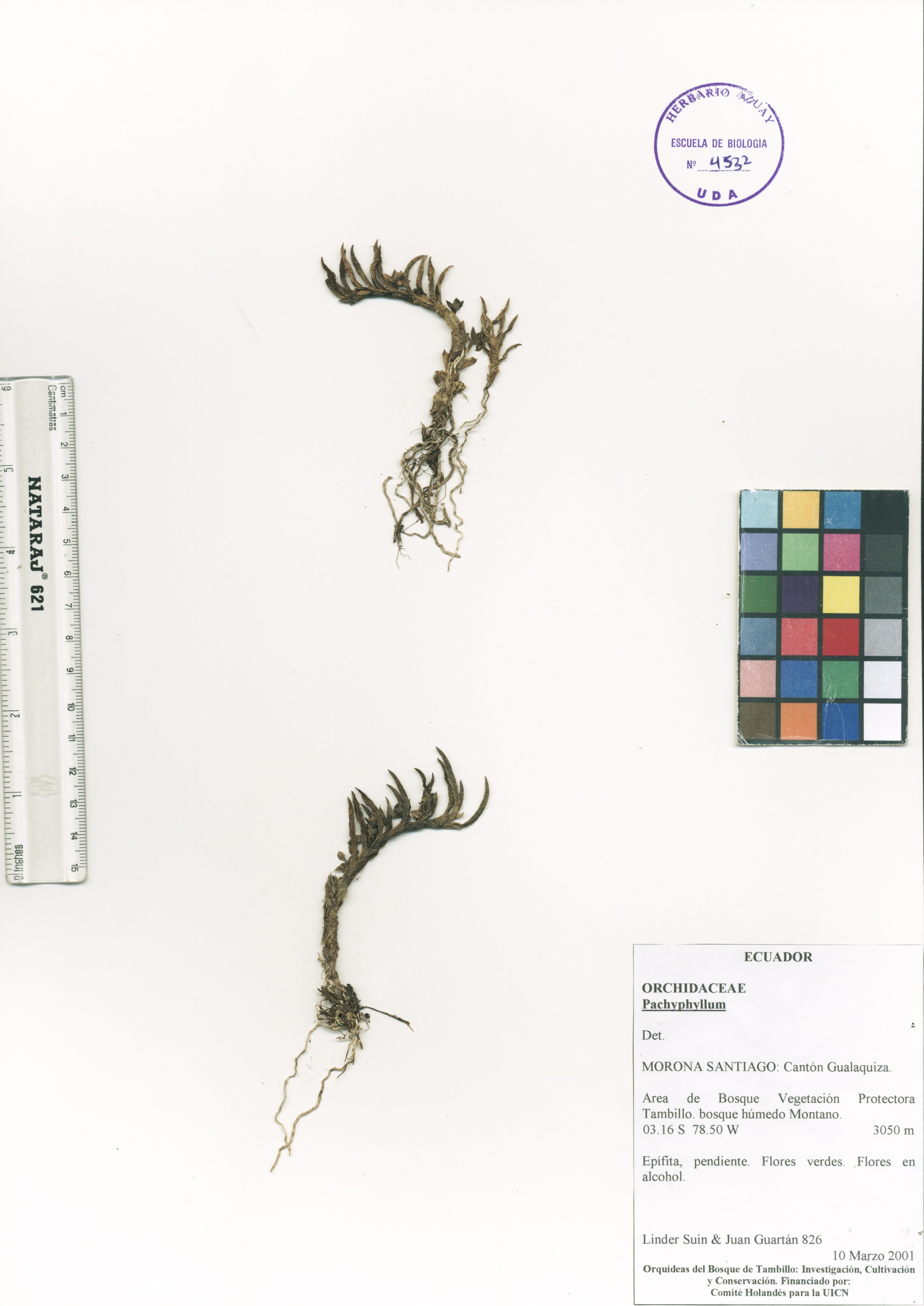 Pachyphyllum sp. SIN DETERMINAR
