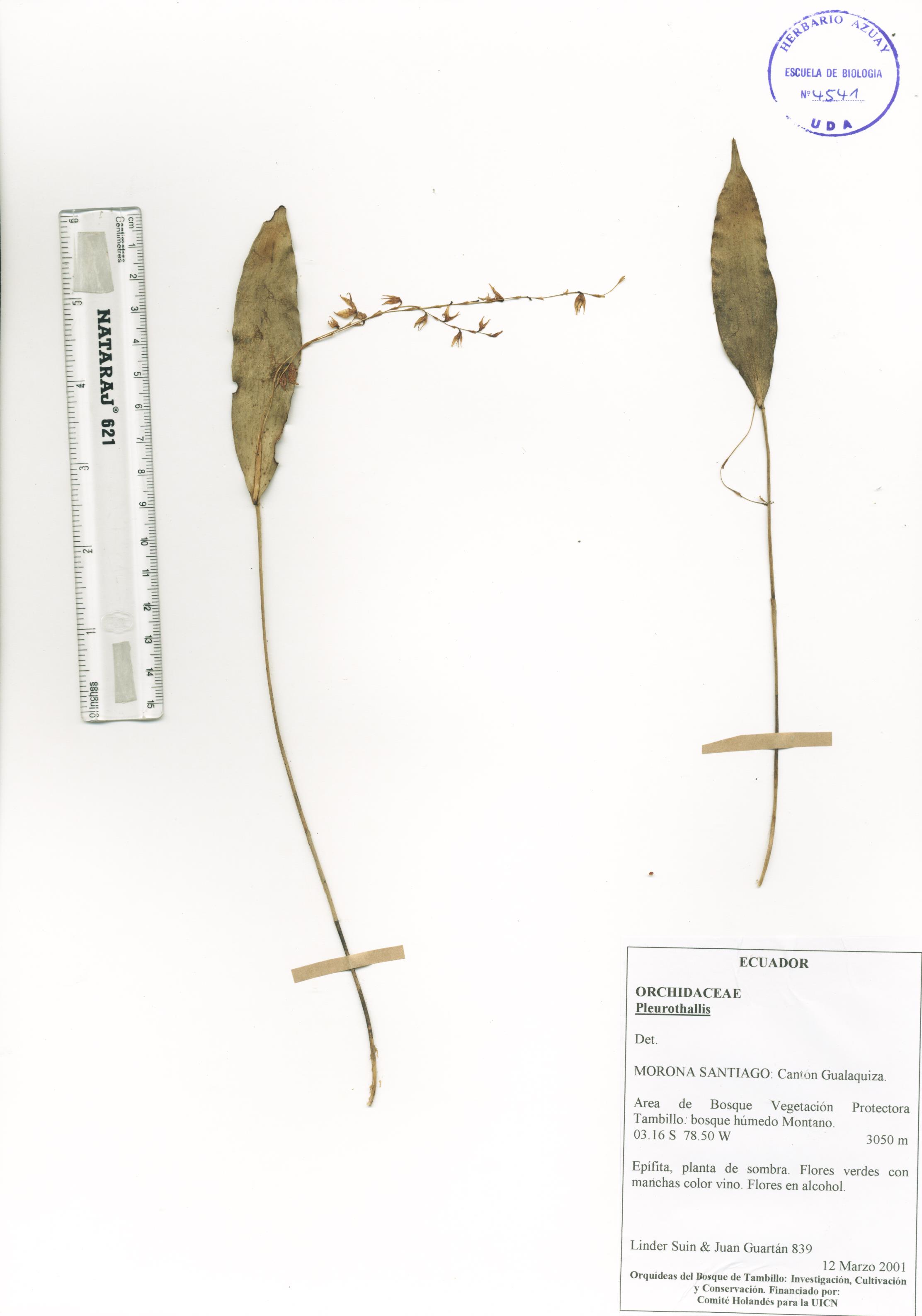 Pleurothallis sp. SIN DETERMINAR