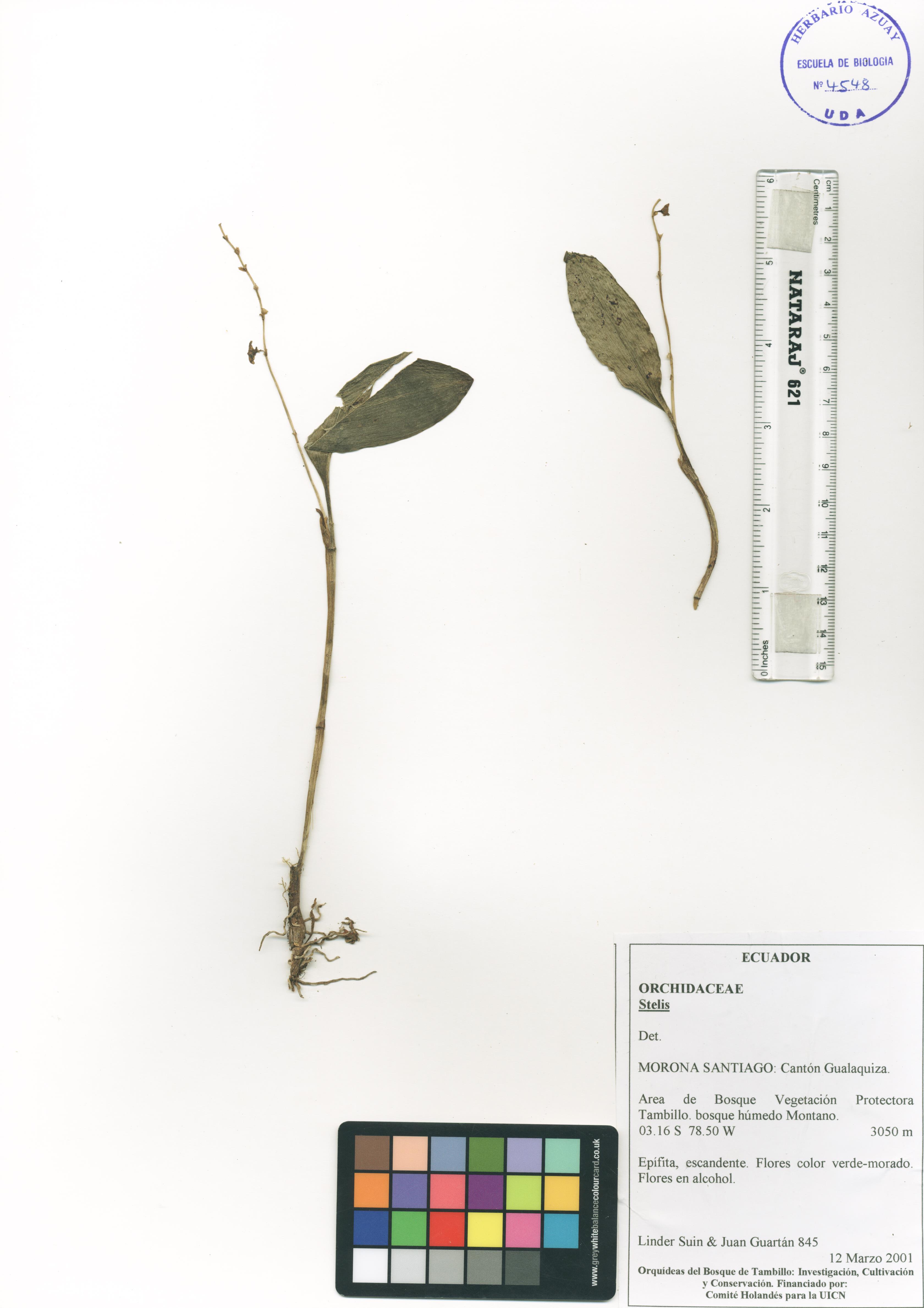 Stelis sp. SIN DETERMINAR