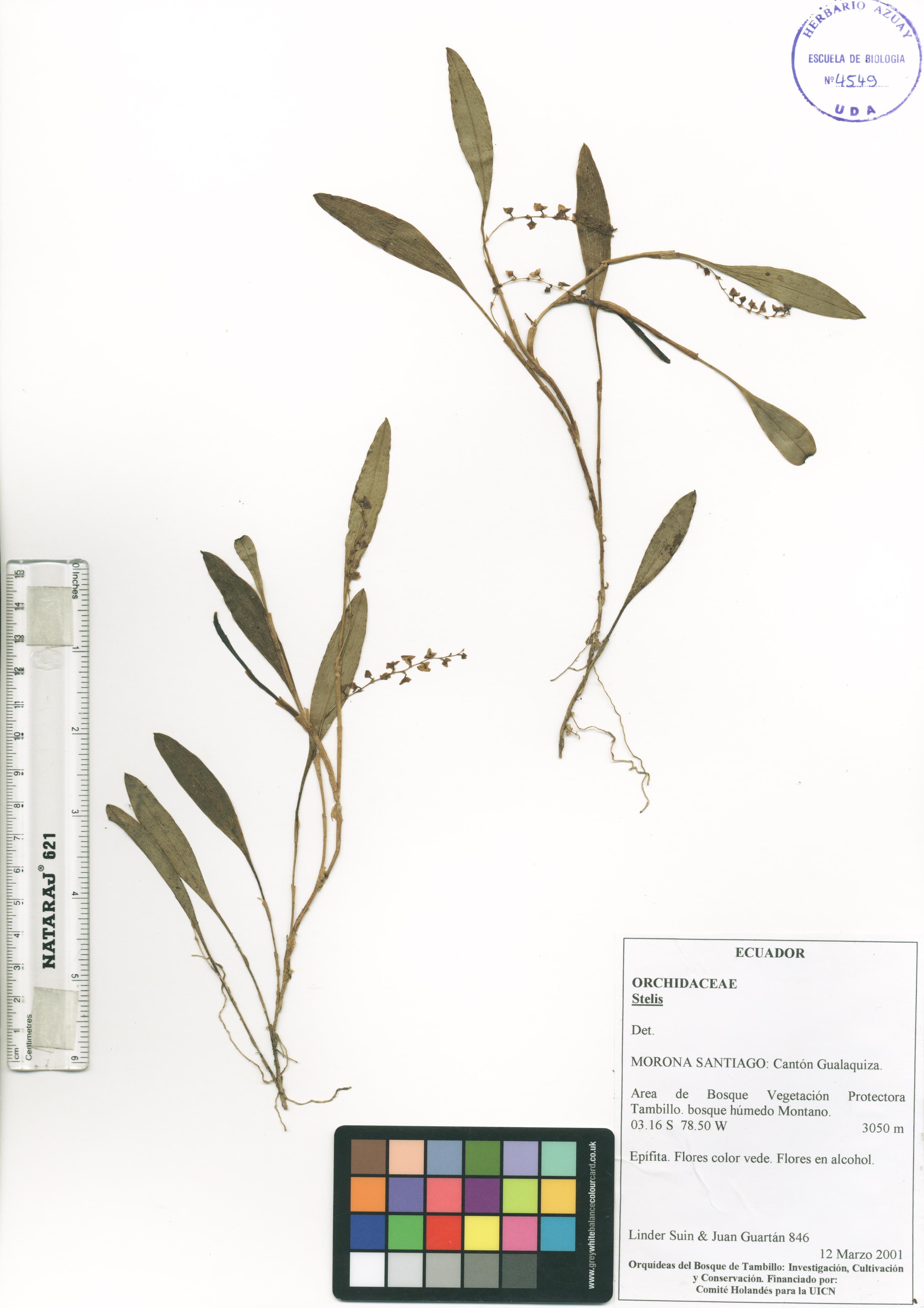 Stelis sp. SIN DETERMINAR