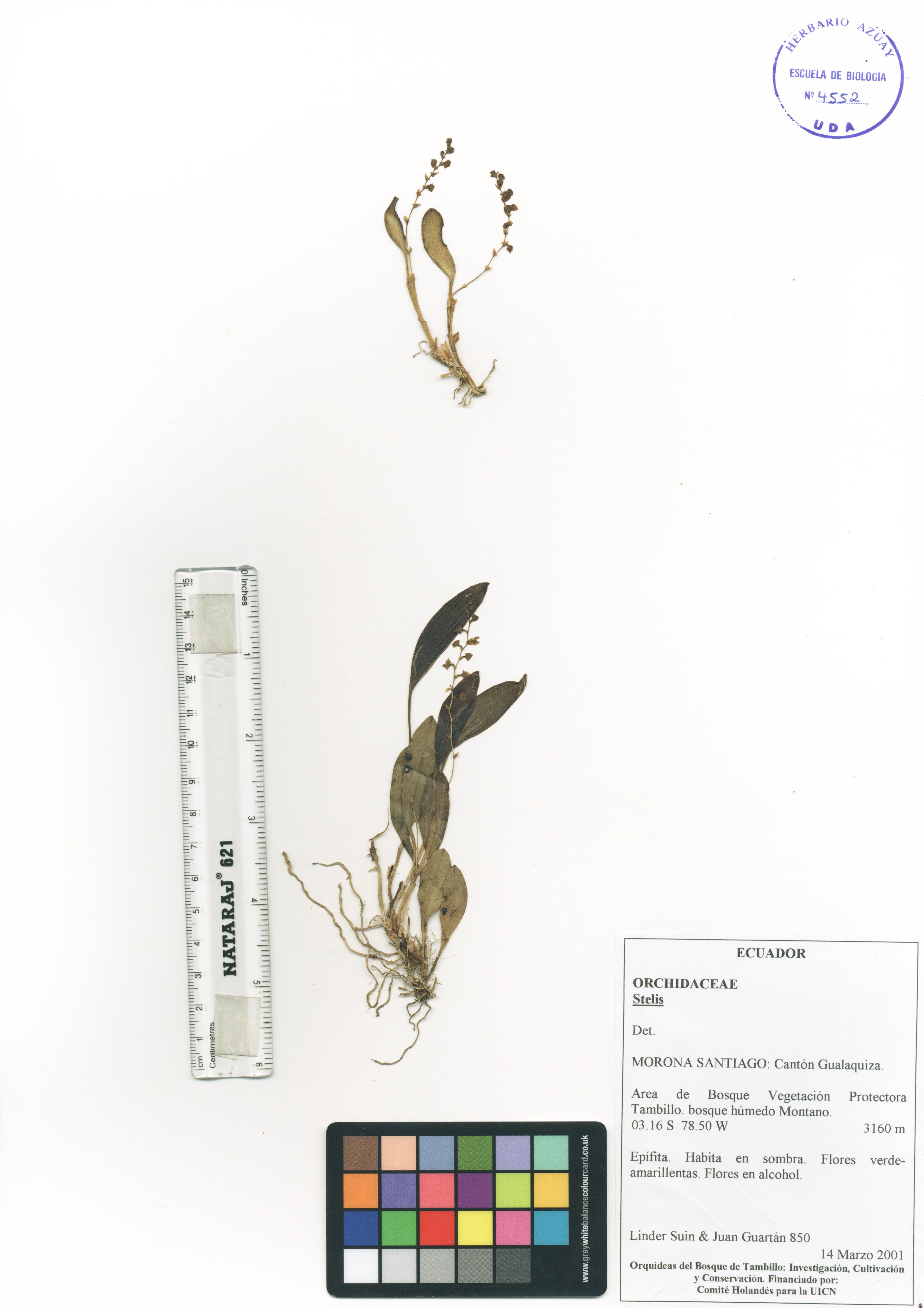 Stelis sp. SIN DETERMINAR