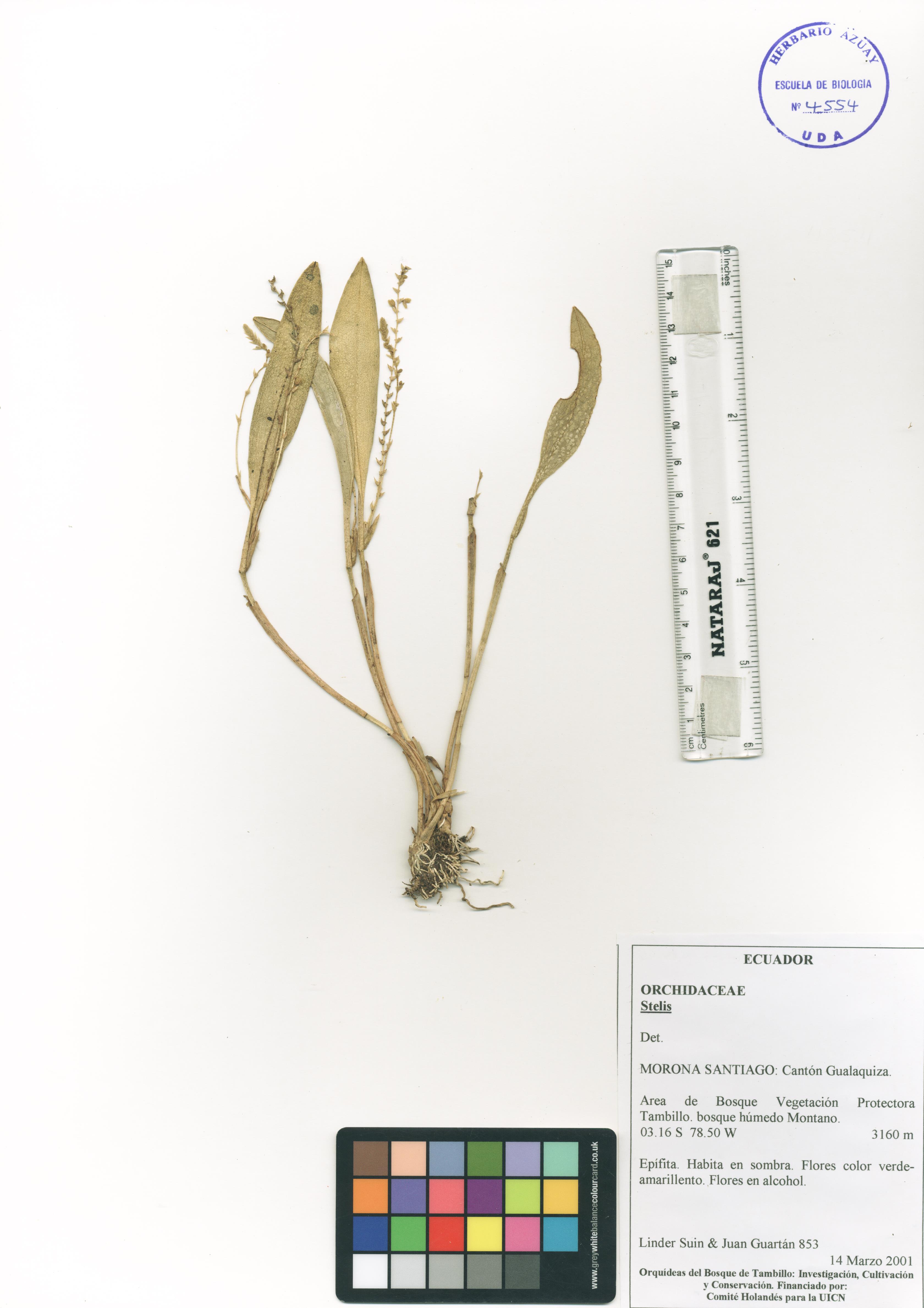 Stelis sp. SIN DETERMINAR