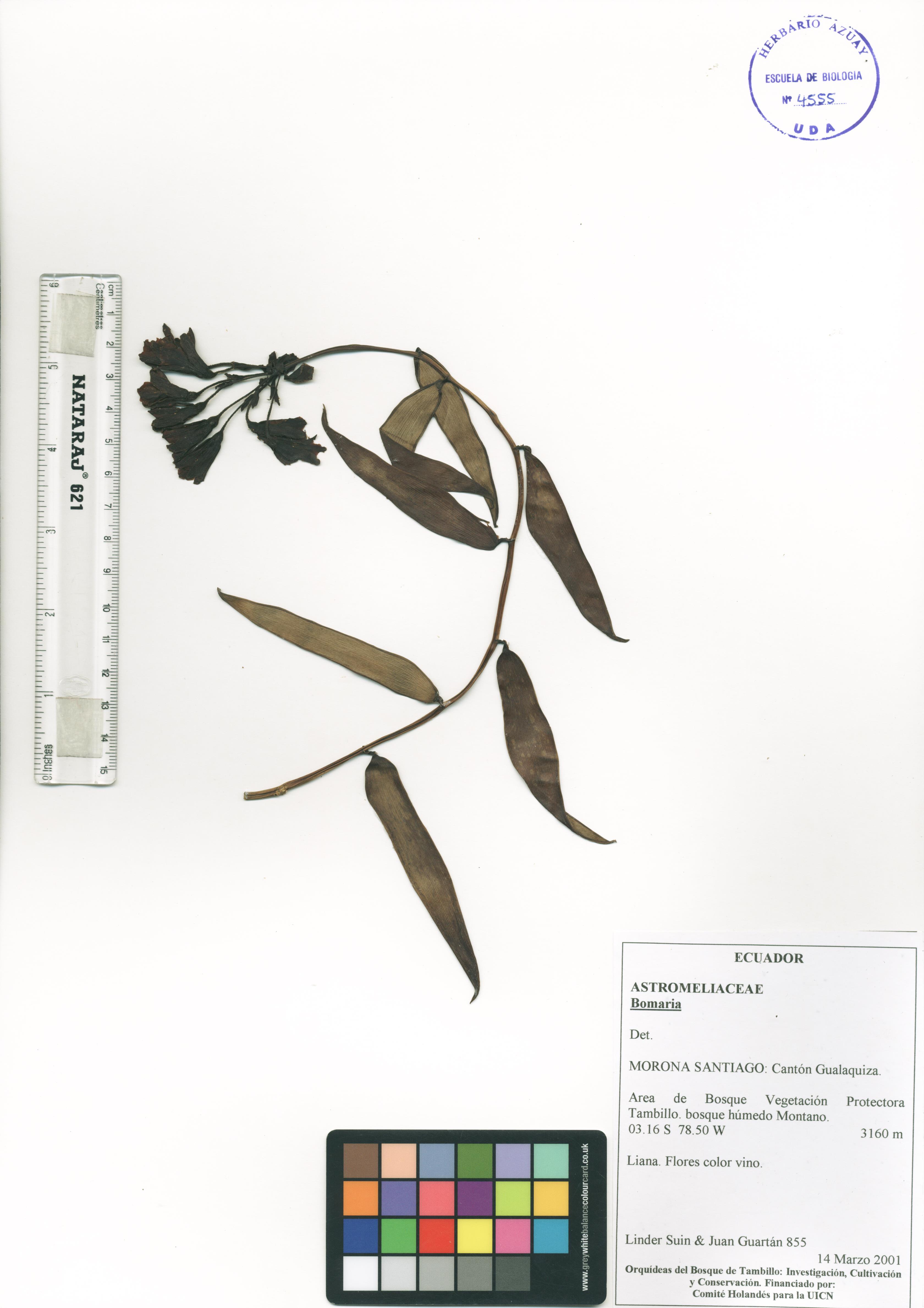 Bomarea sp. SIN DETERMINAR