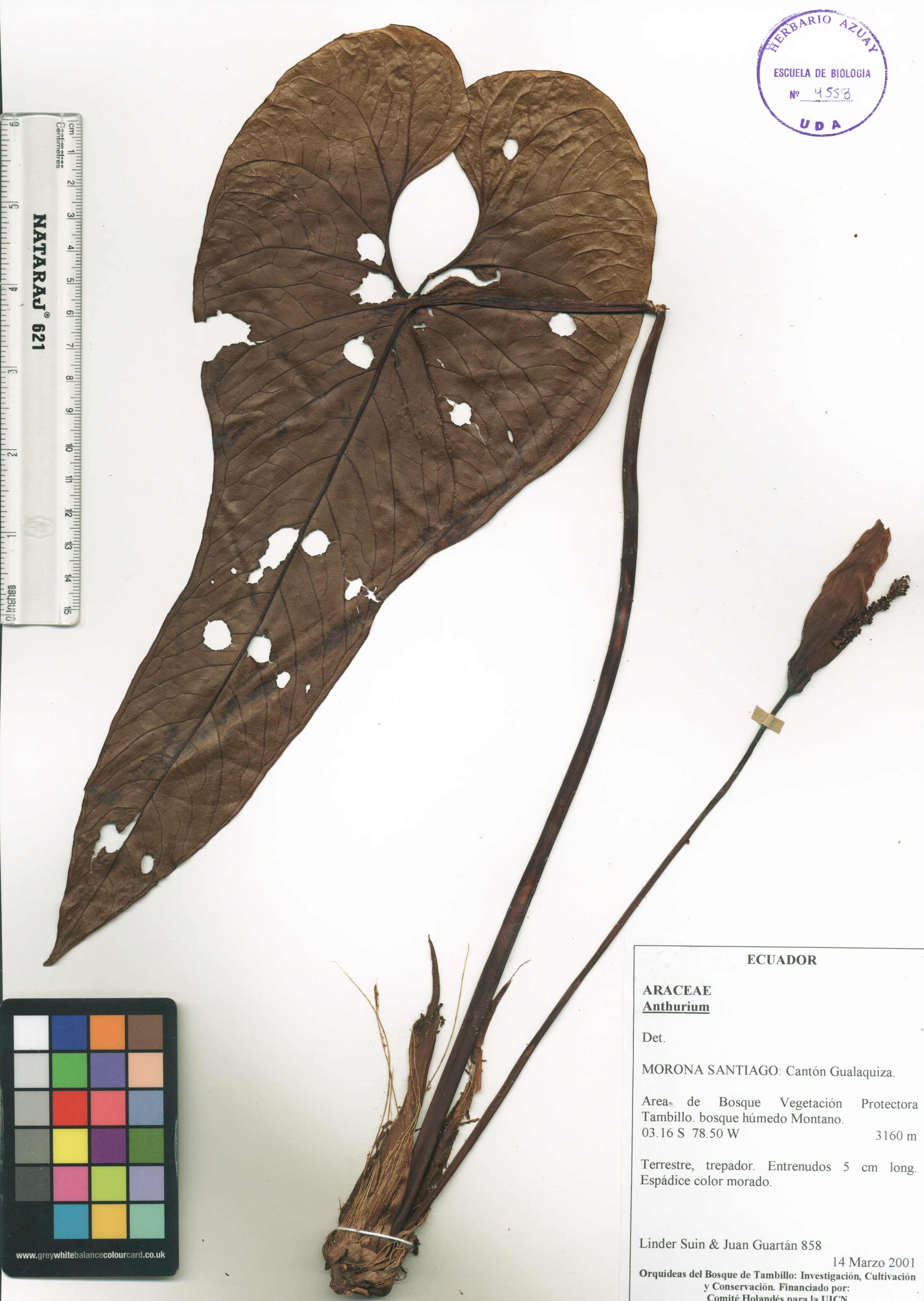 Anthurium sp. SIN DETERMINAR