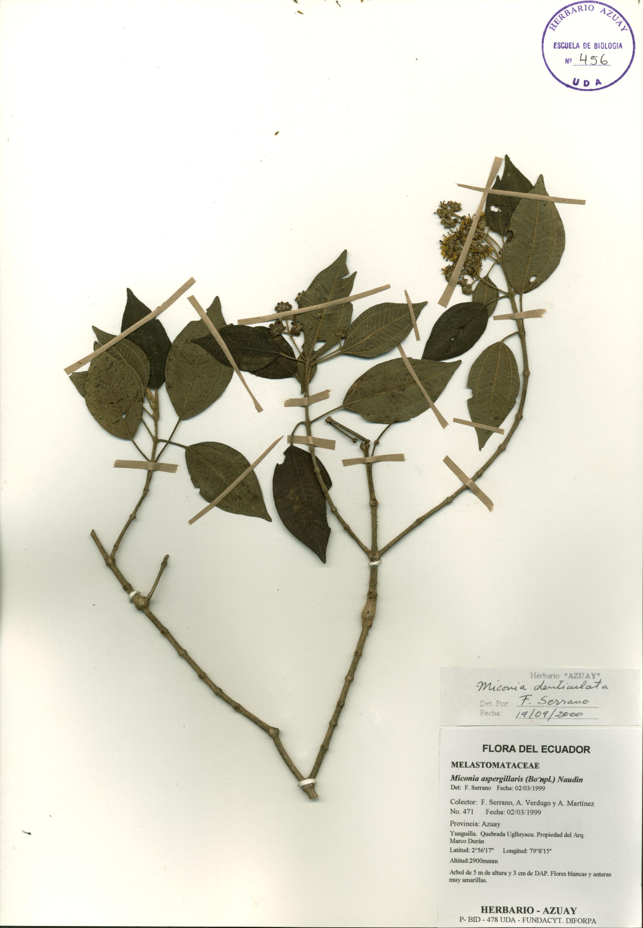 Miconia denticulata Naudin