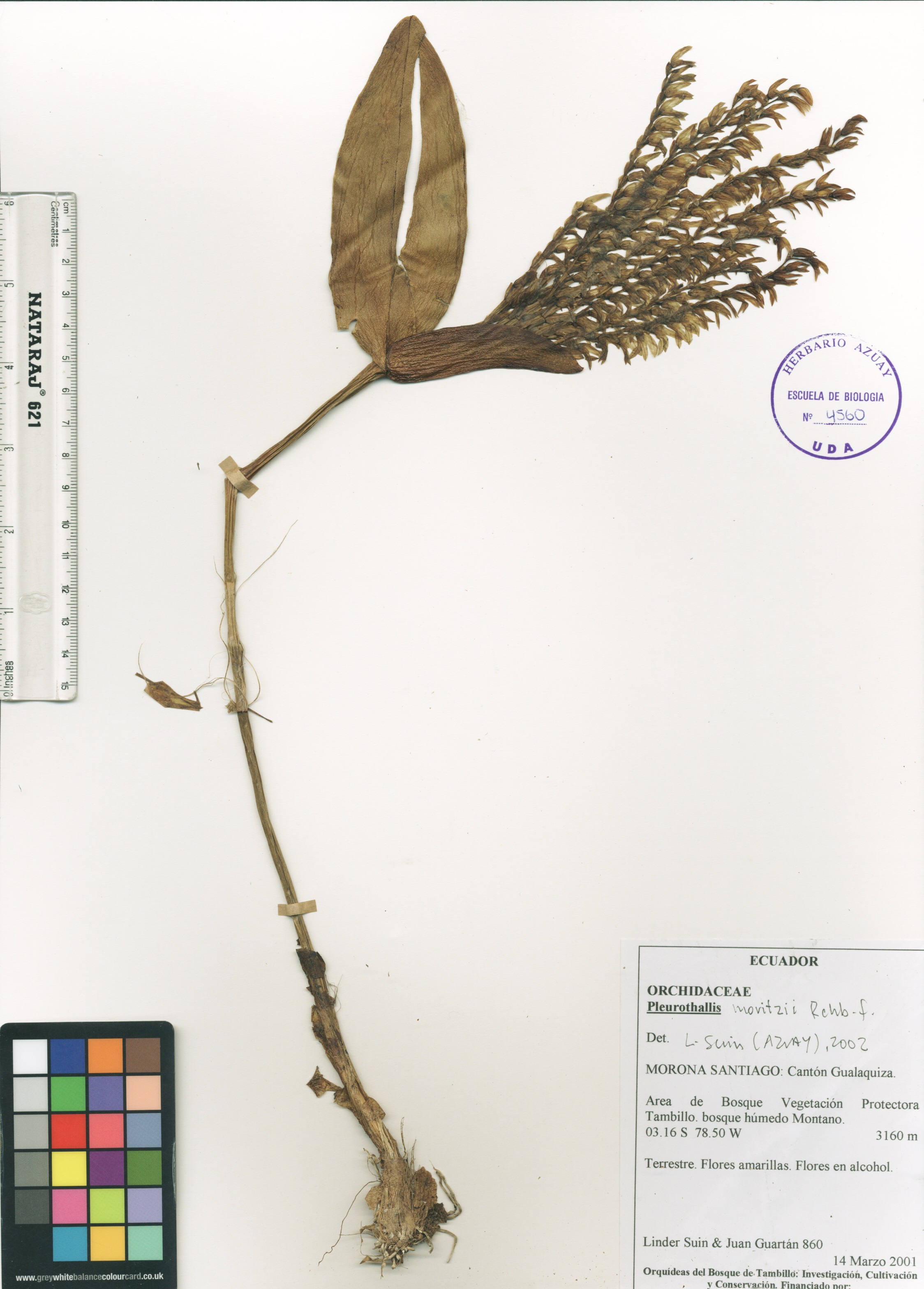 Pleurothallis moritzii Rchb. f.
