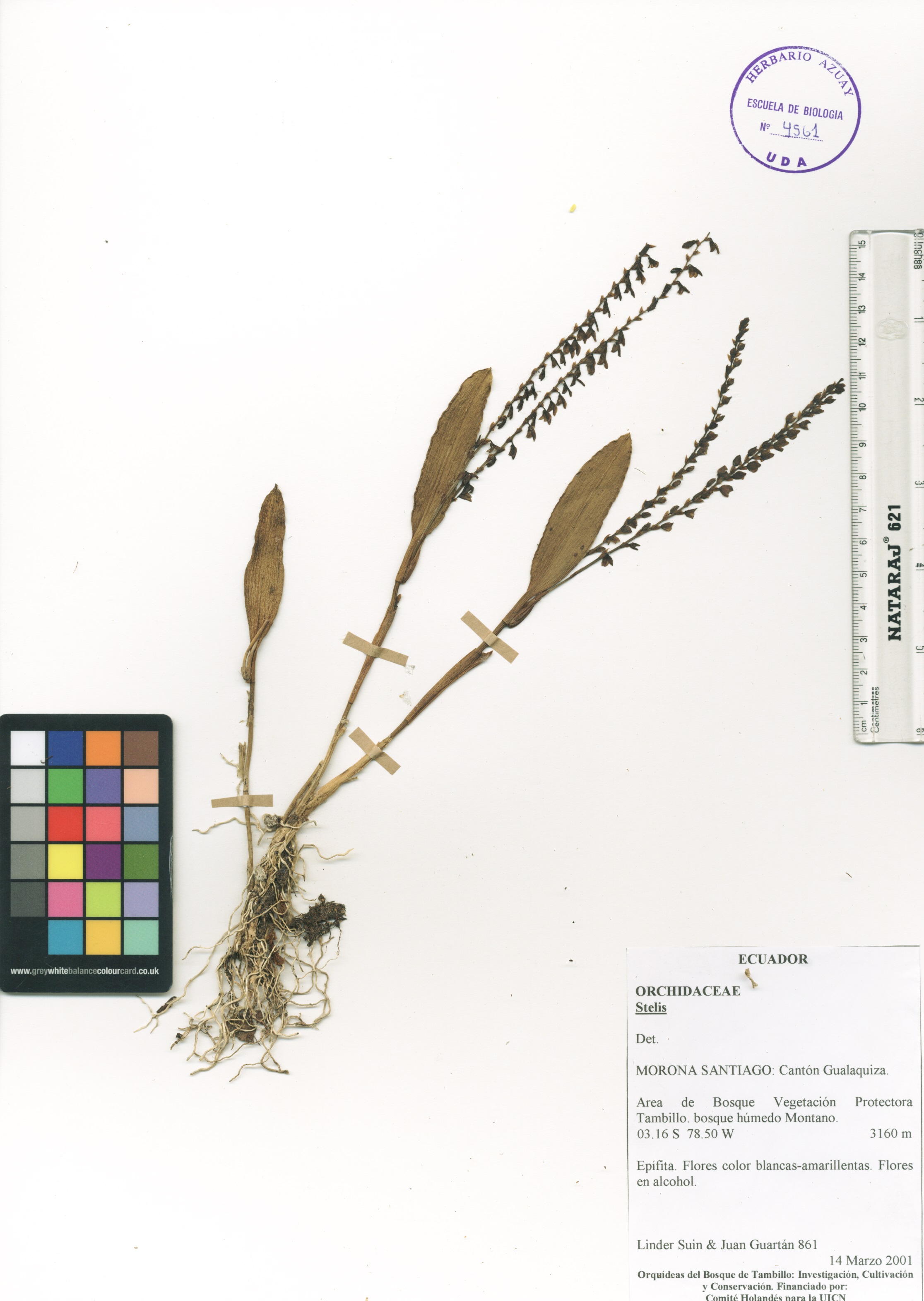 Stelis sp. SIN DETERMINAR
