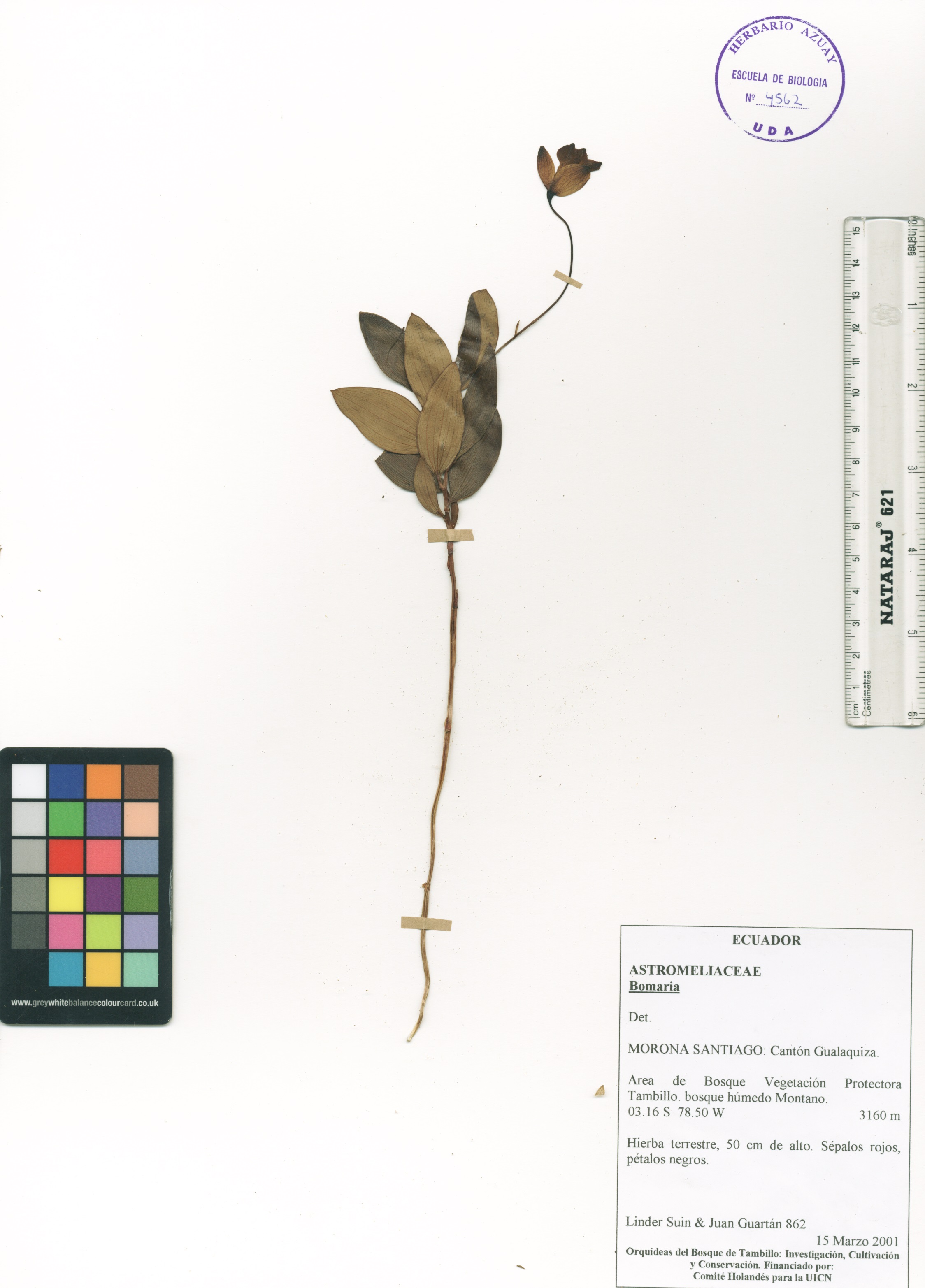 Bomarea sp. SIN DETERMINAR