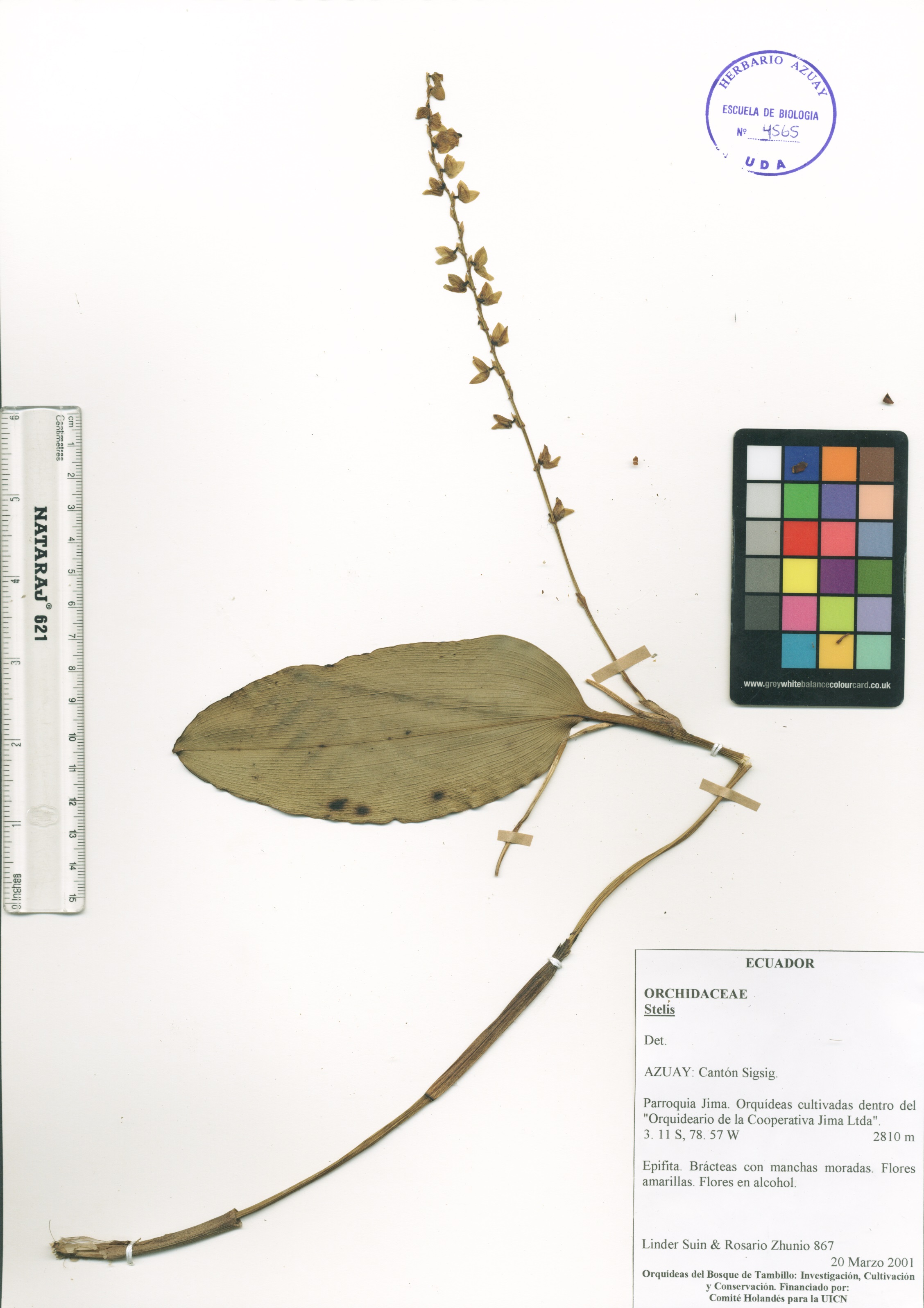 Stelis sp. SIN DETERMINAR