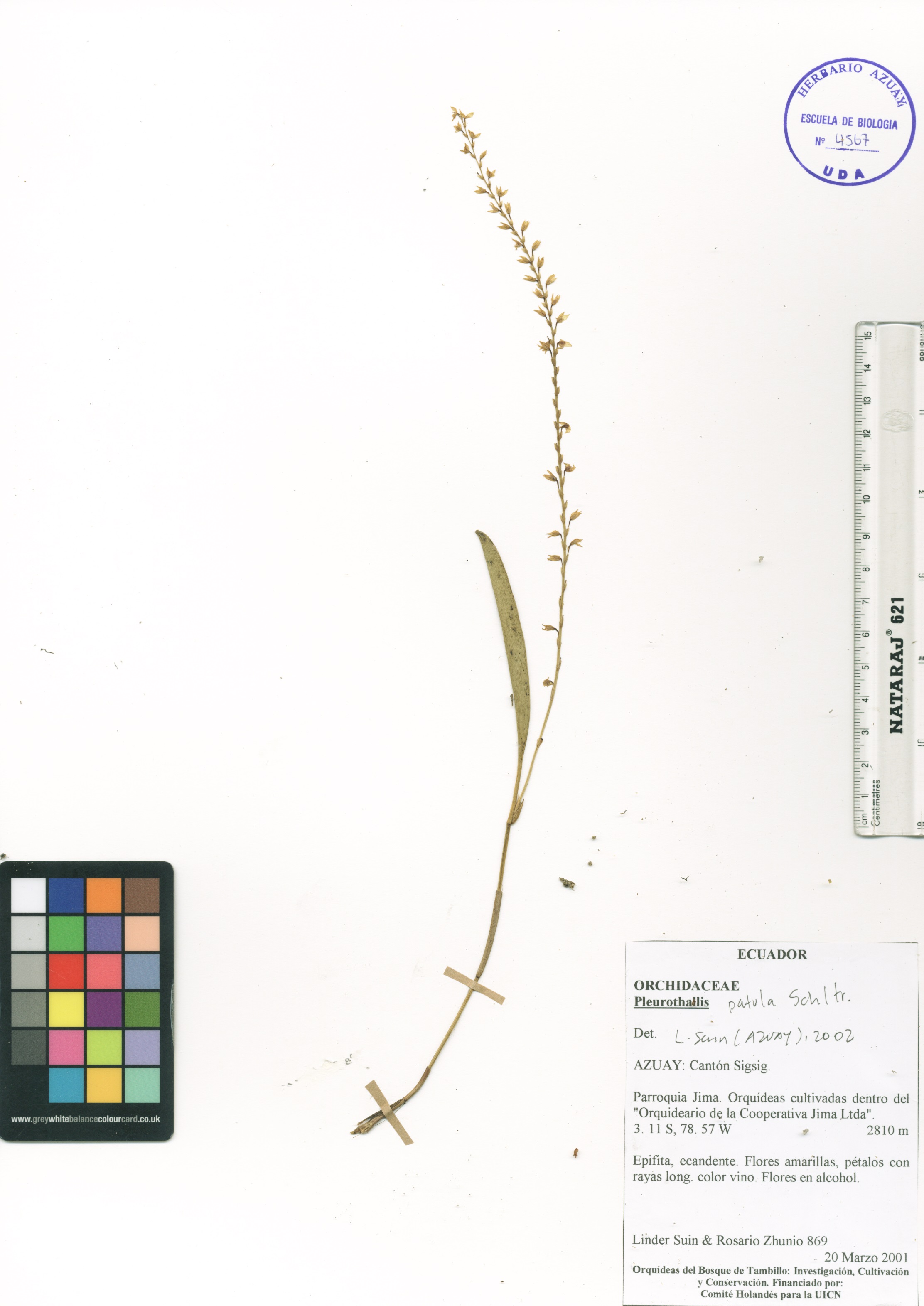 Pleurothallis patula SIN DETERMINAR
