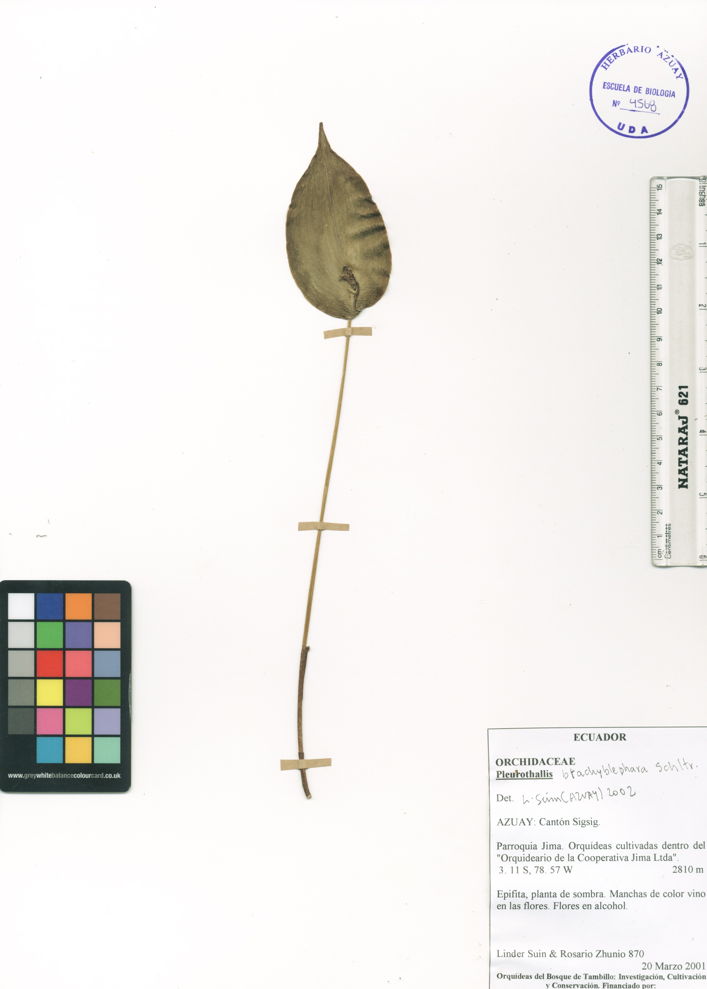 Pleurothallis brachyblephara Schltr.